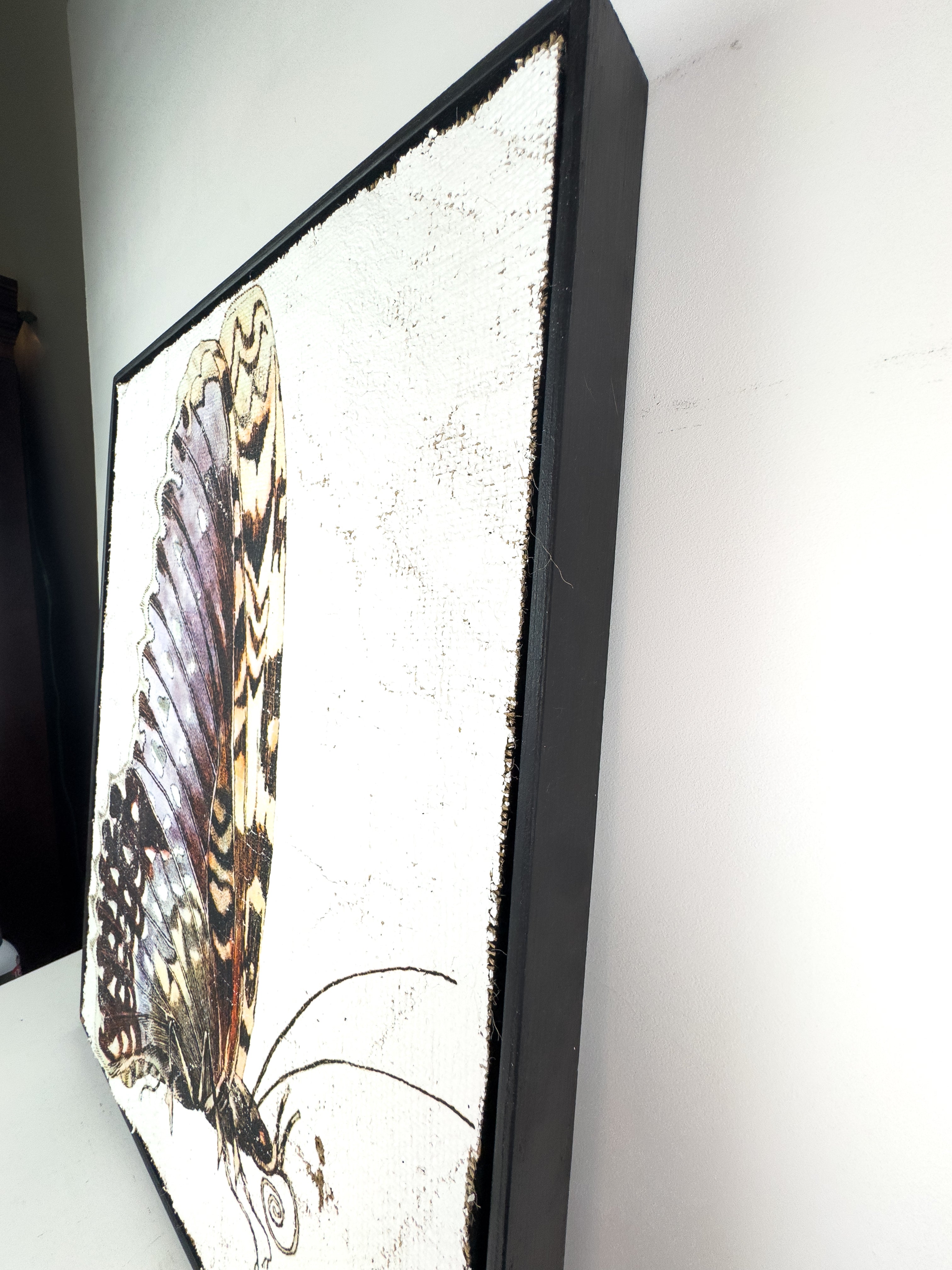 Purple White Witch Moth