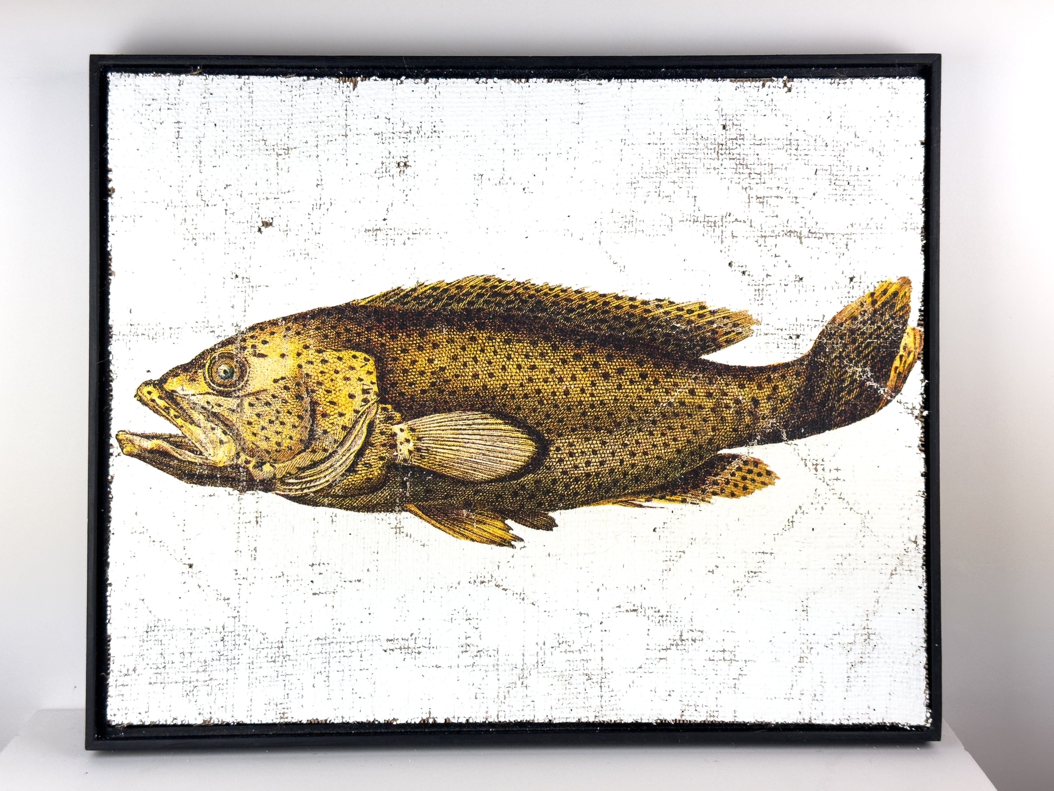 Brown Spotted Grouper