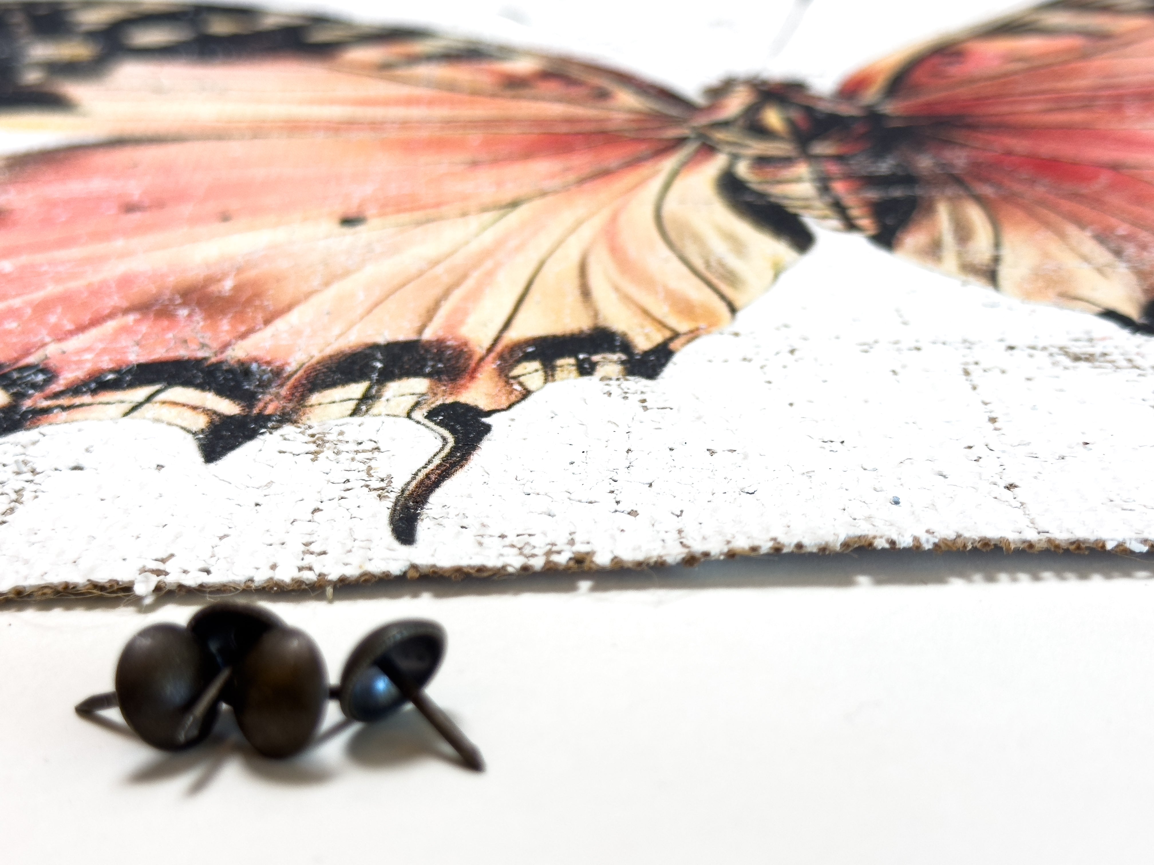 Malay Lacewing Butterfly