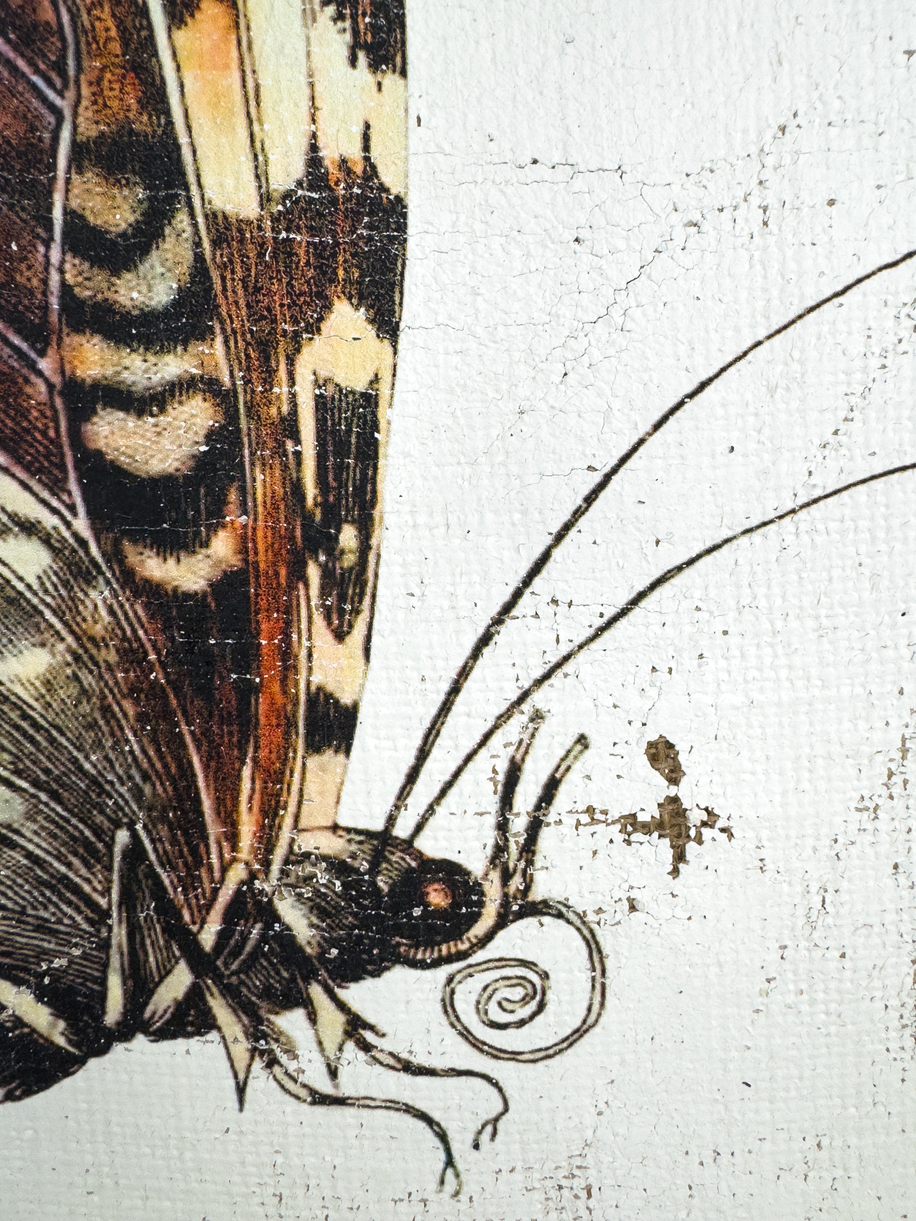 Purple White Witch Moth