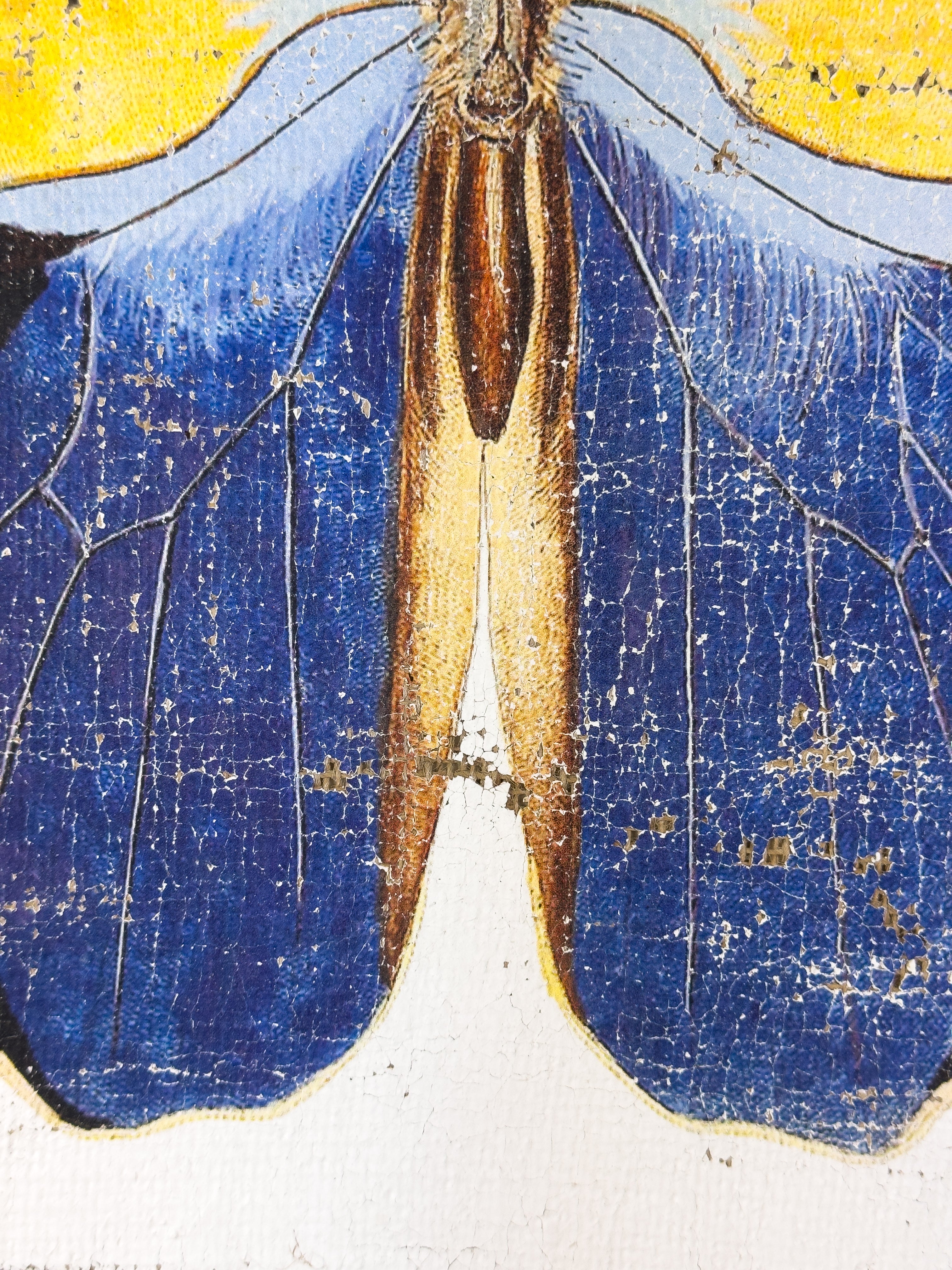 Blue brush-footed butterfly