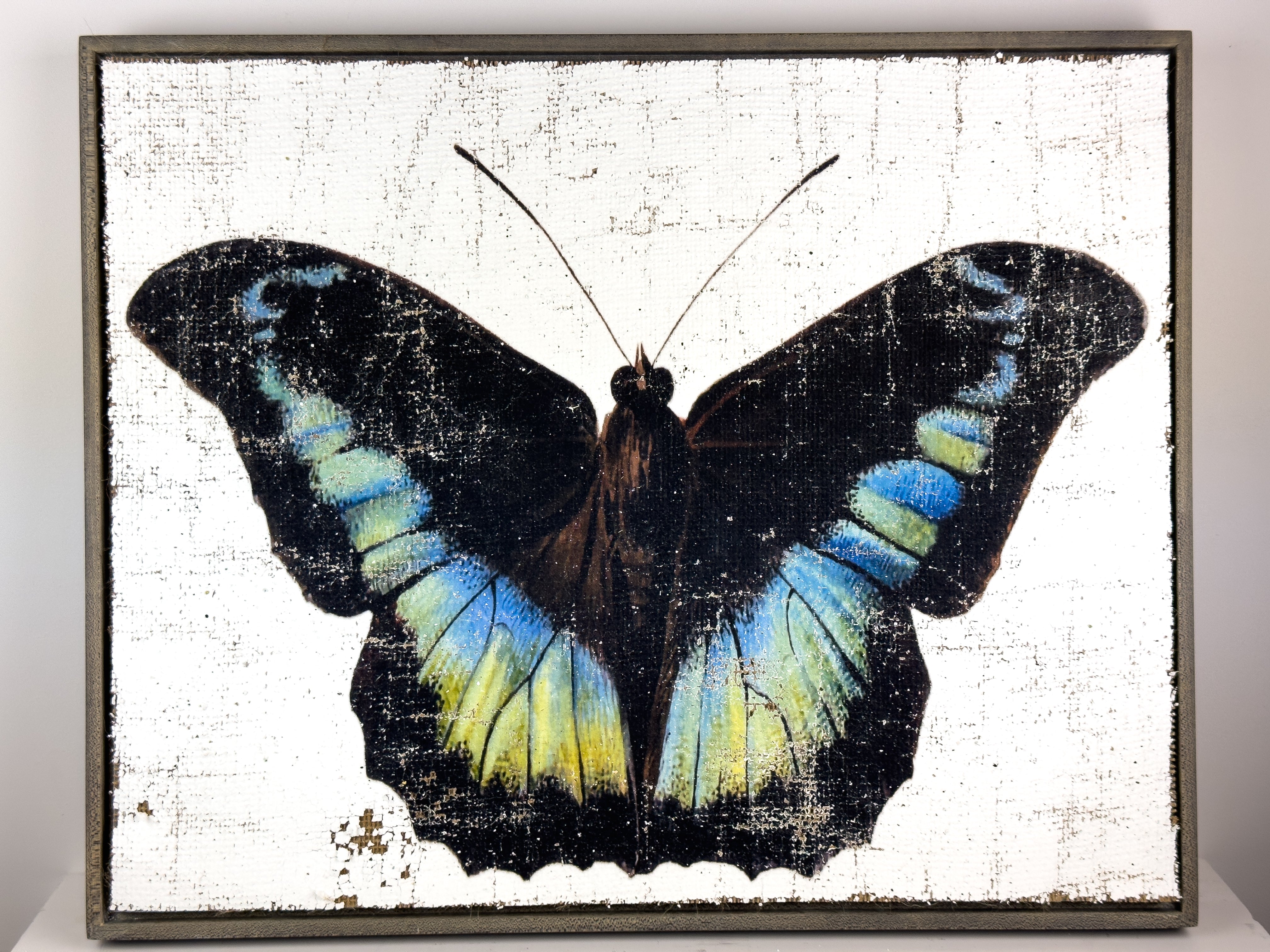 Blue Green Butterfly