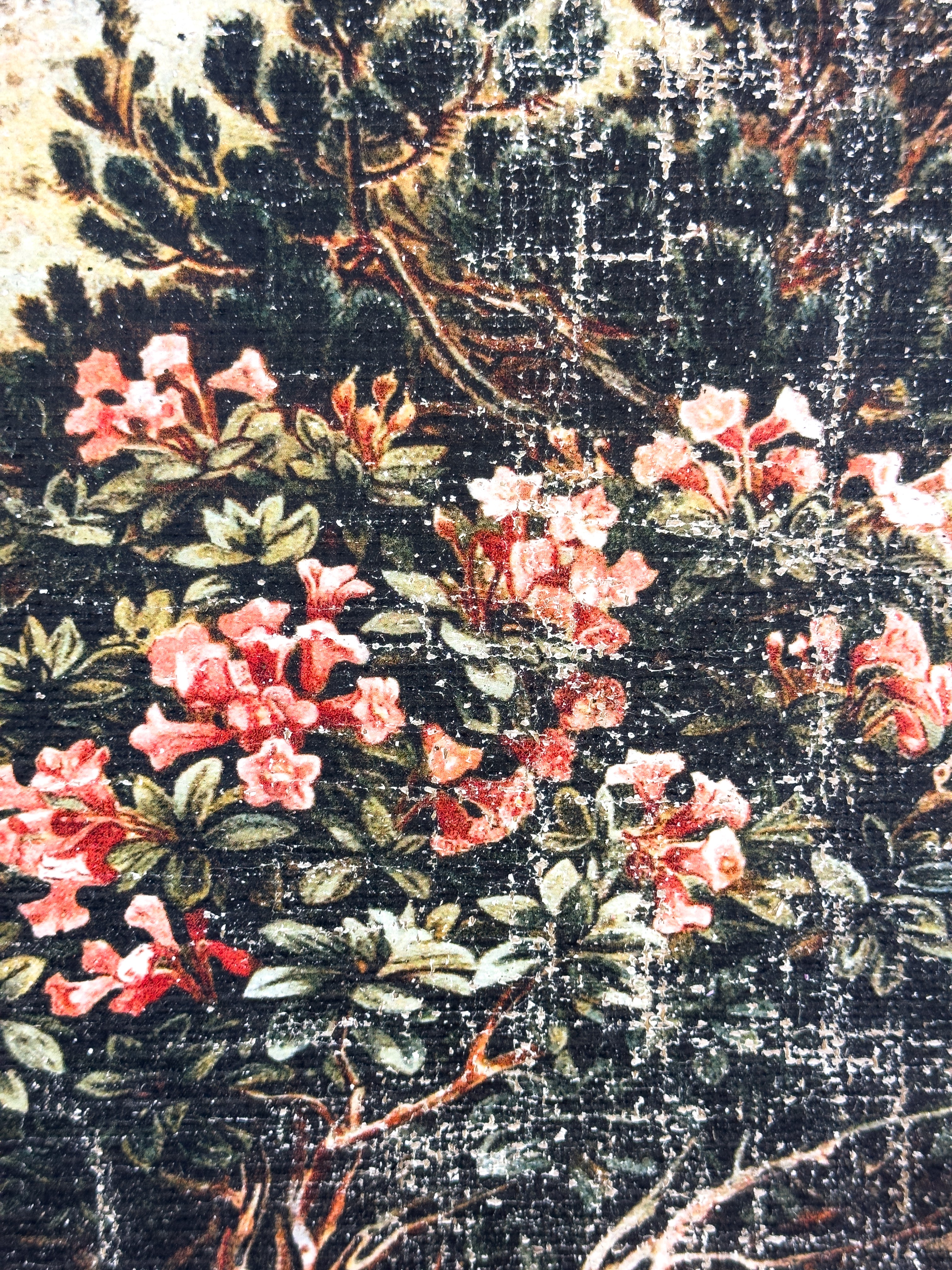 Pink Flowers on a Cliffside