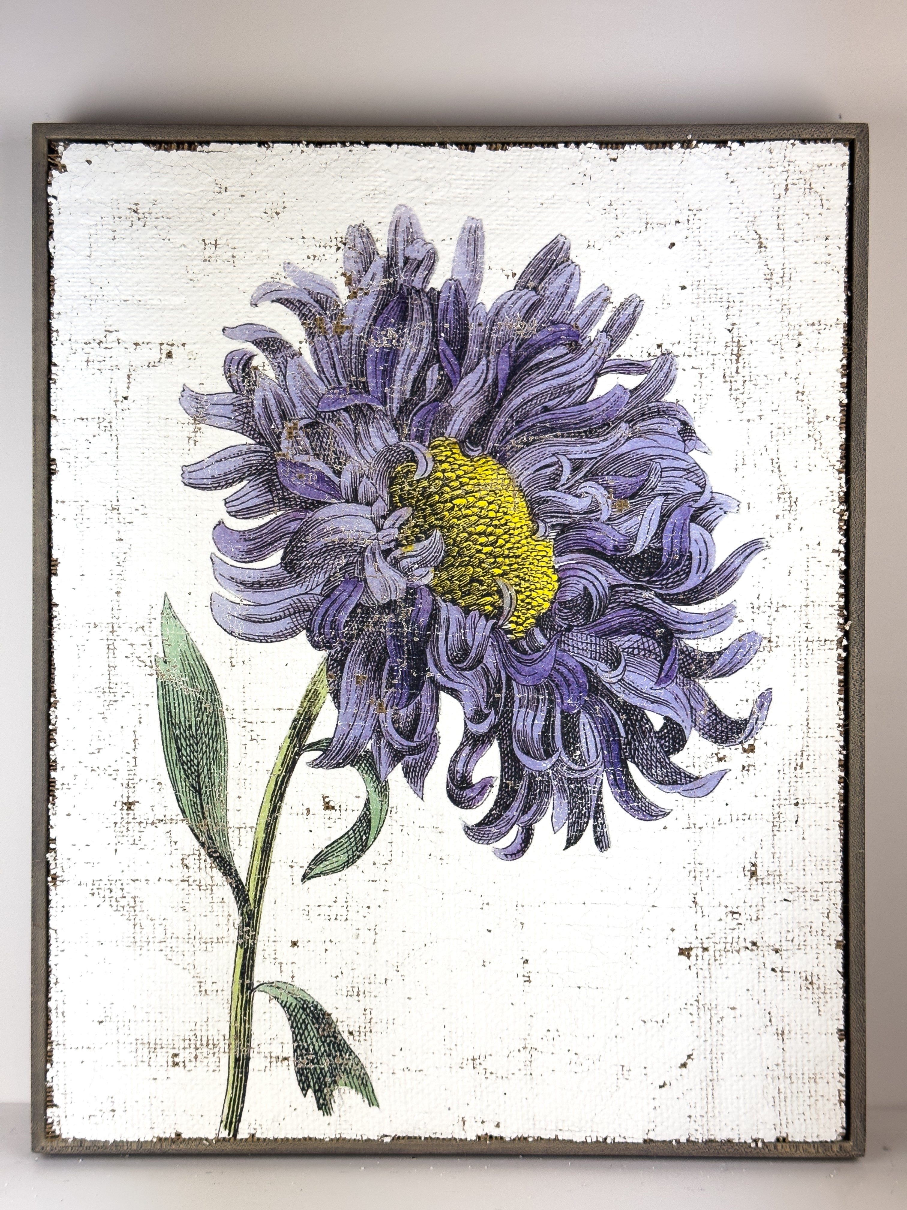 Purple Annual Aster