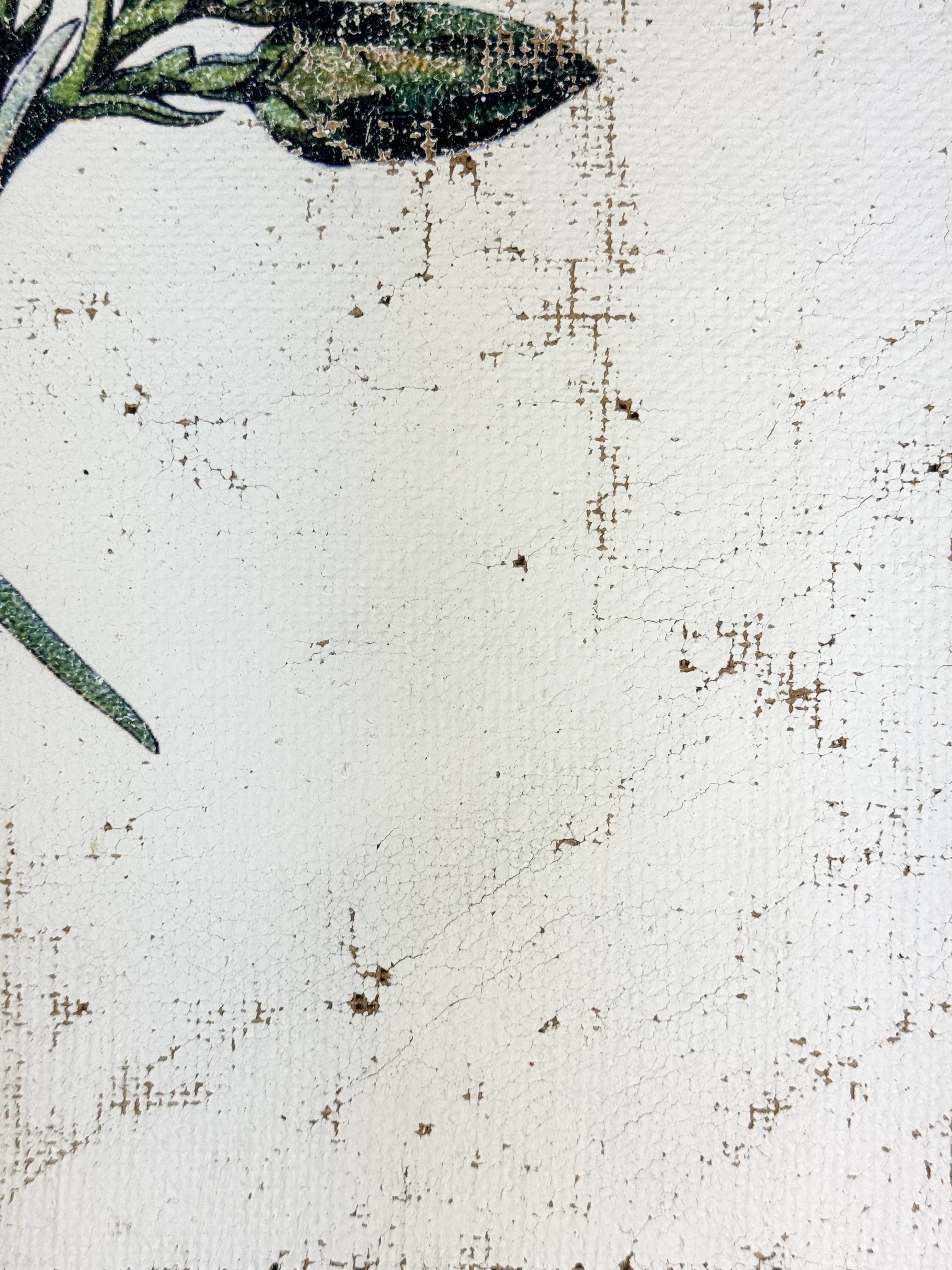 Clove pink carnation