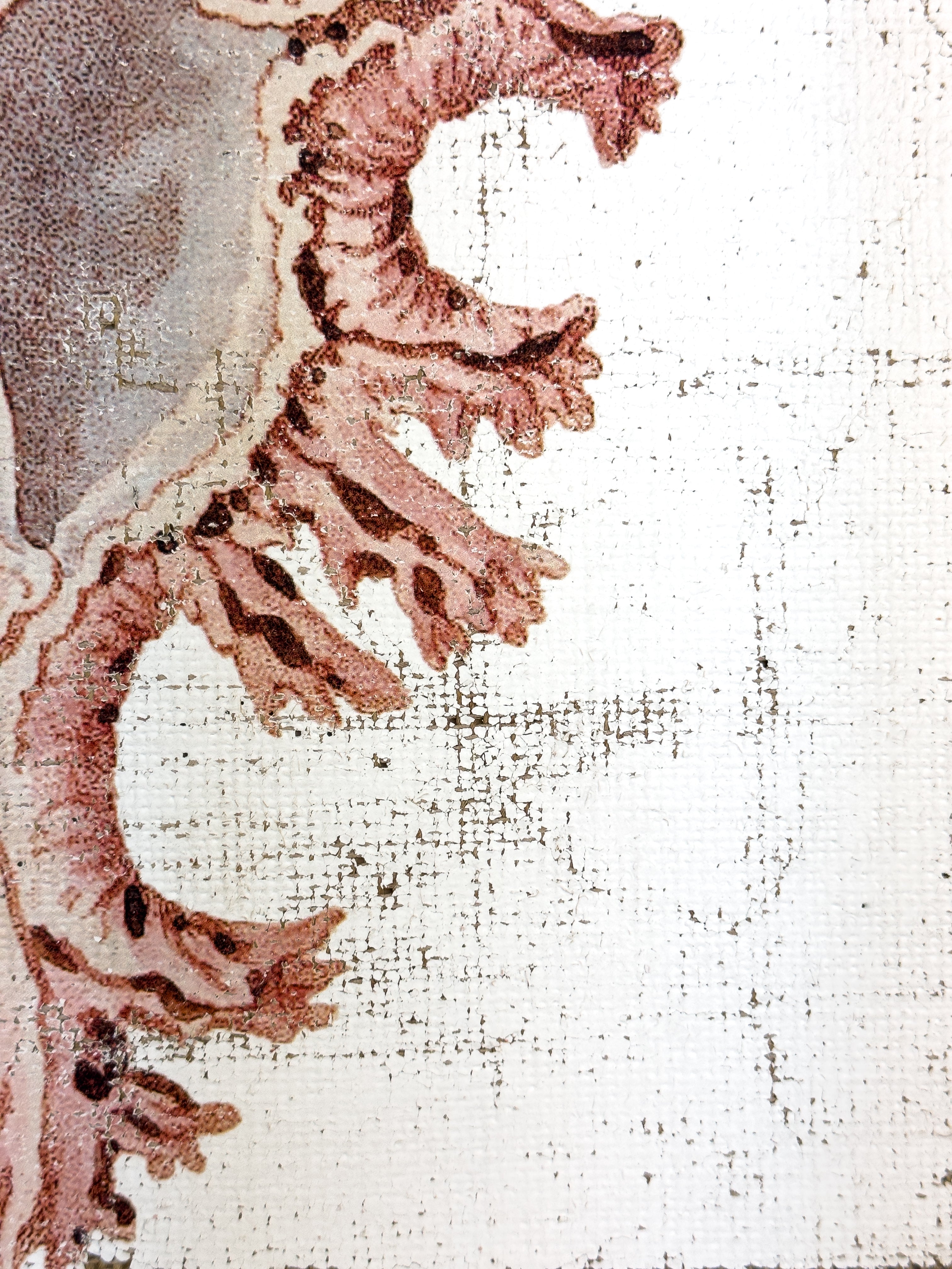 Pink Seashell - Lace Murex