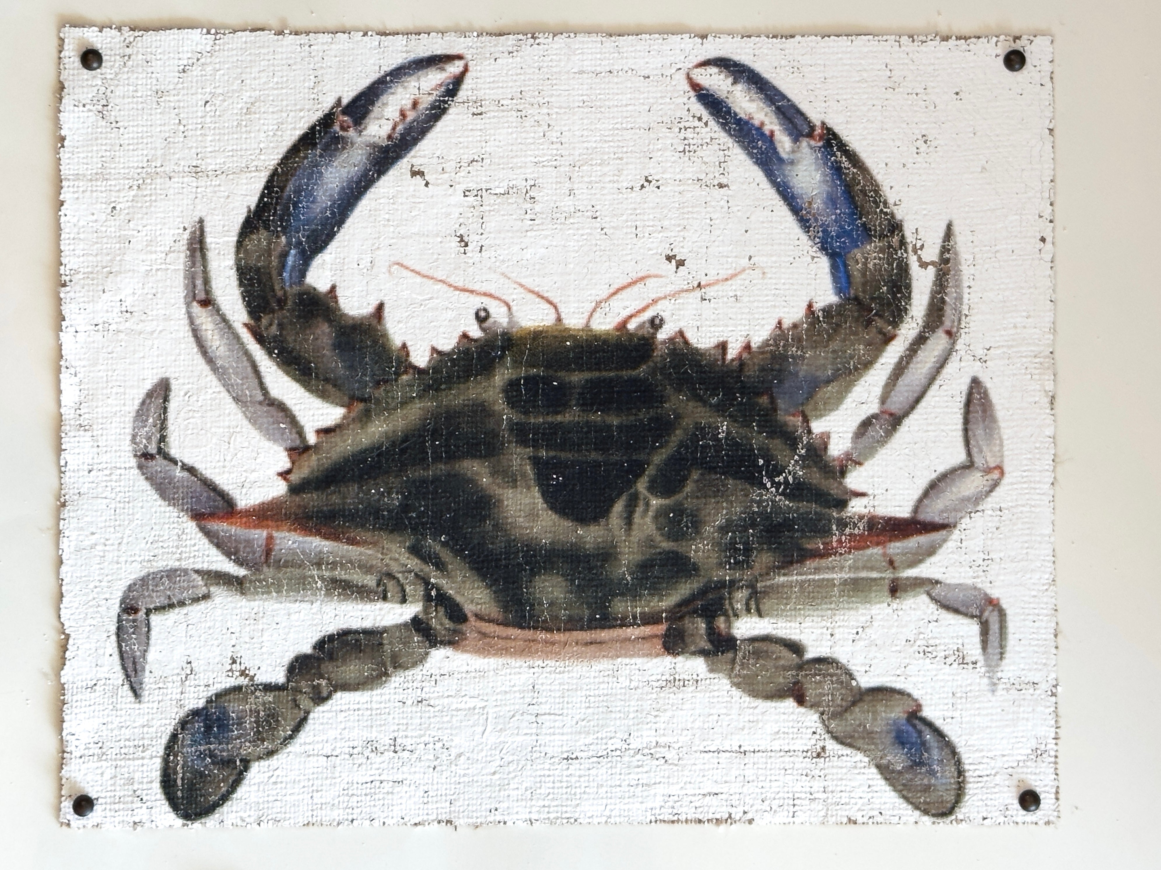 Blue Crab