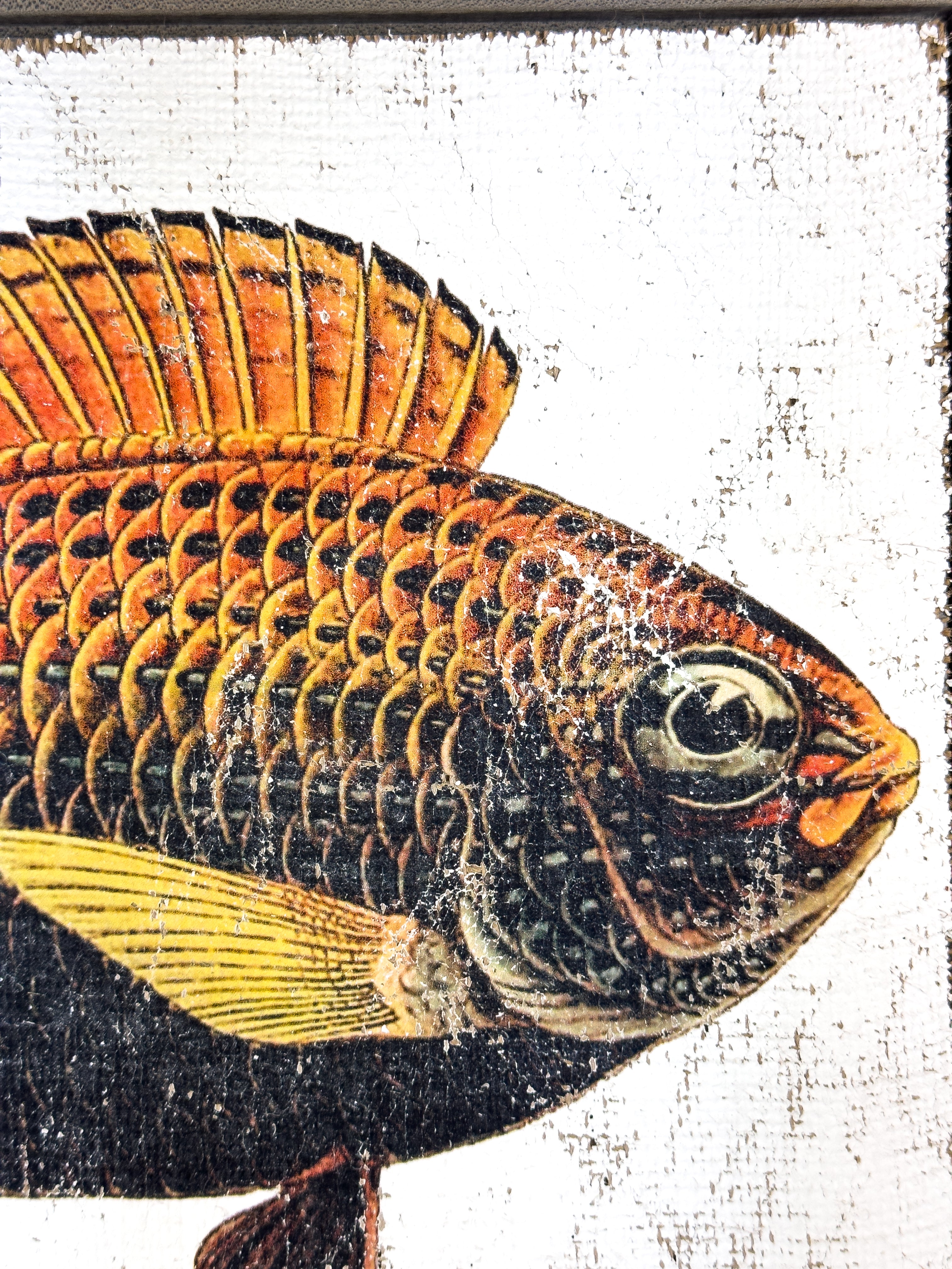 Orange and Black Fish