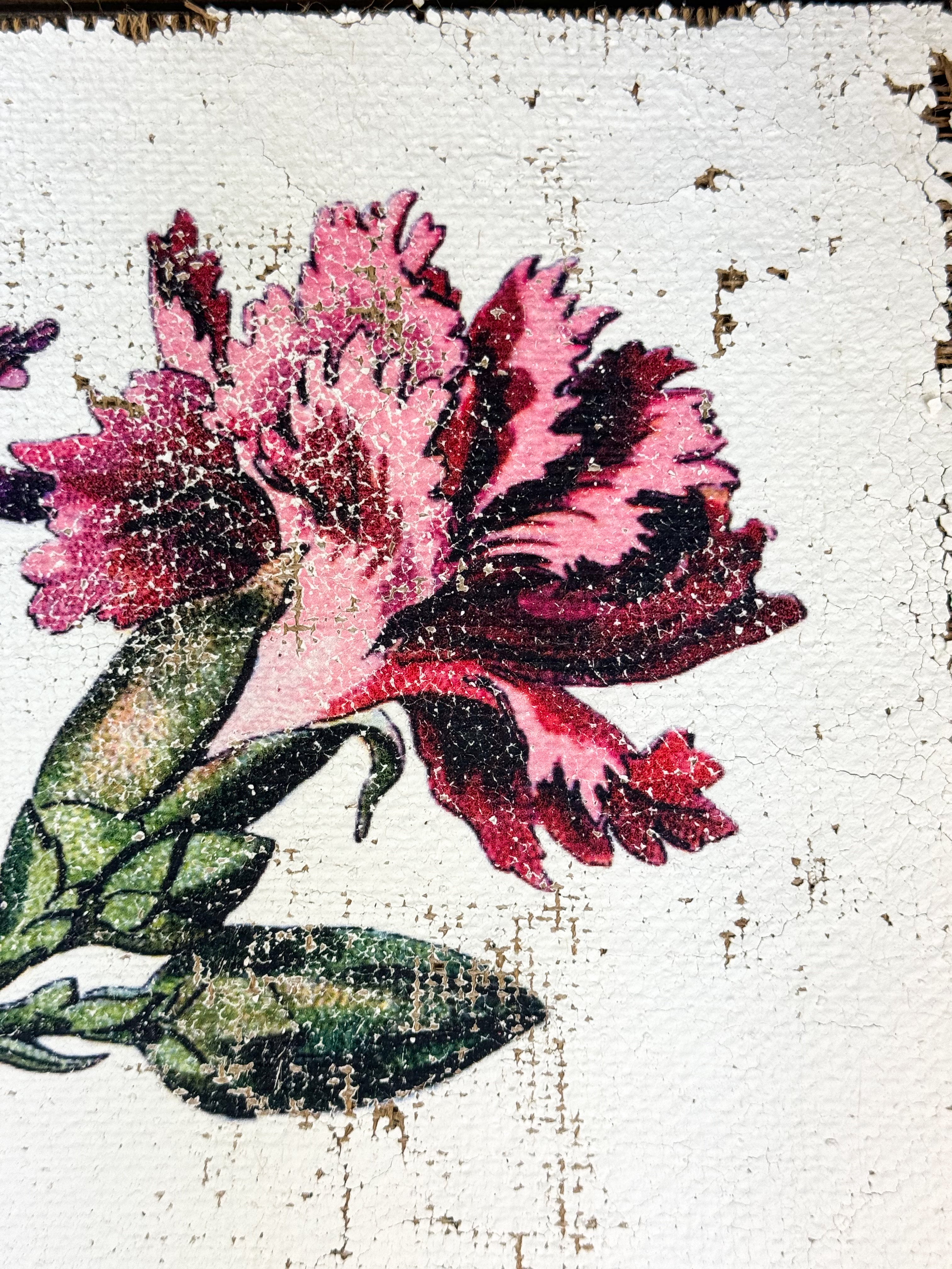 Clove pink carnation