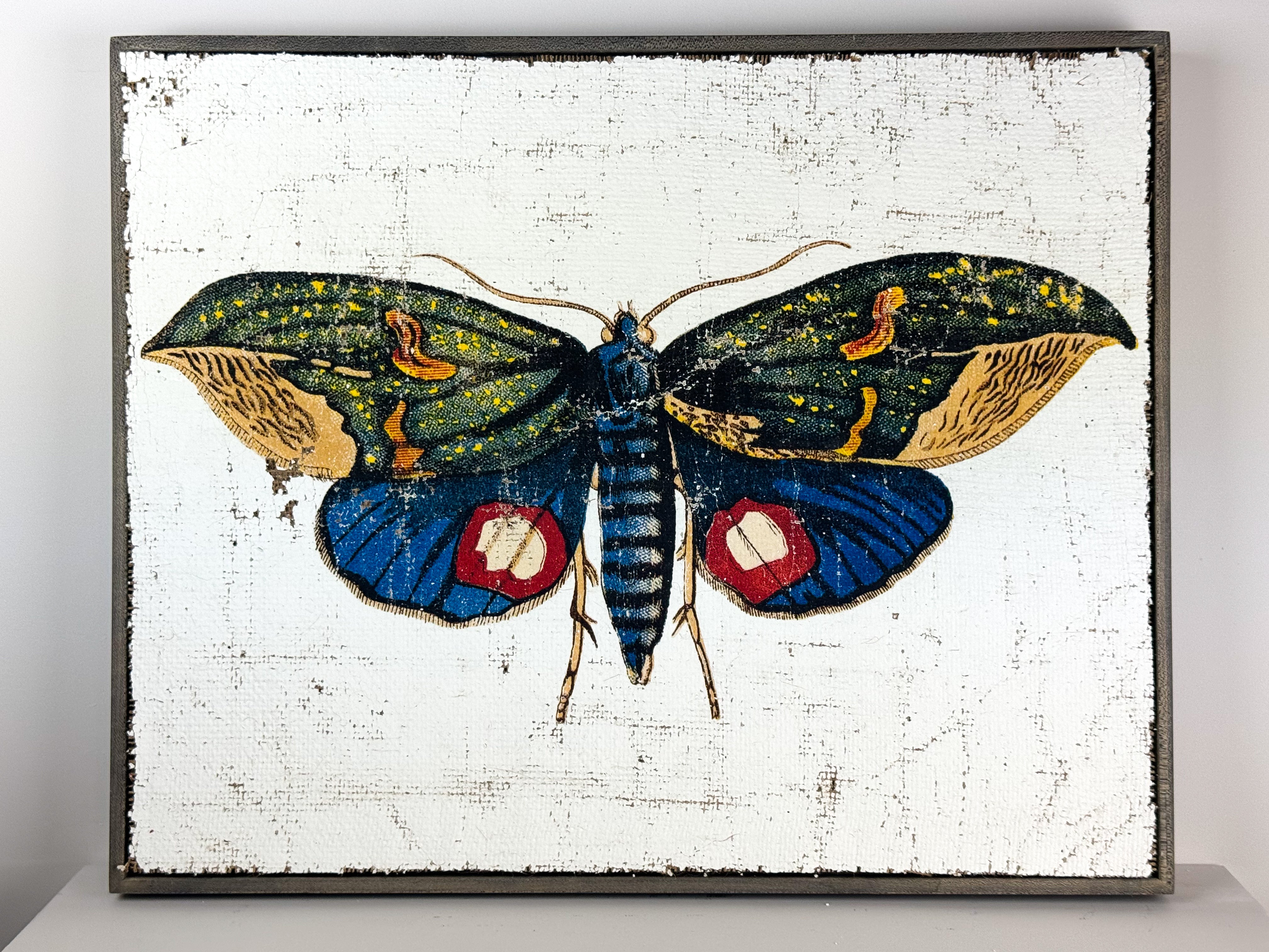 Owlet Moth - Hope Takes Flight