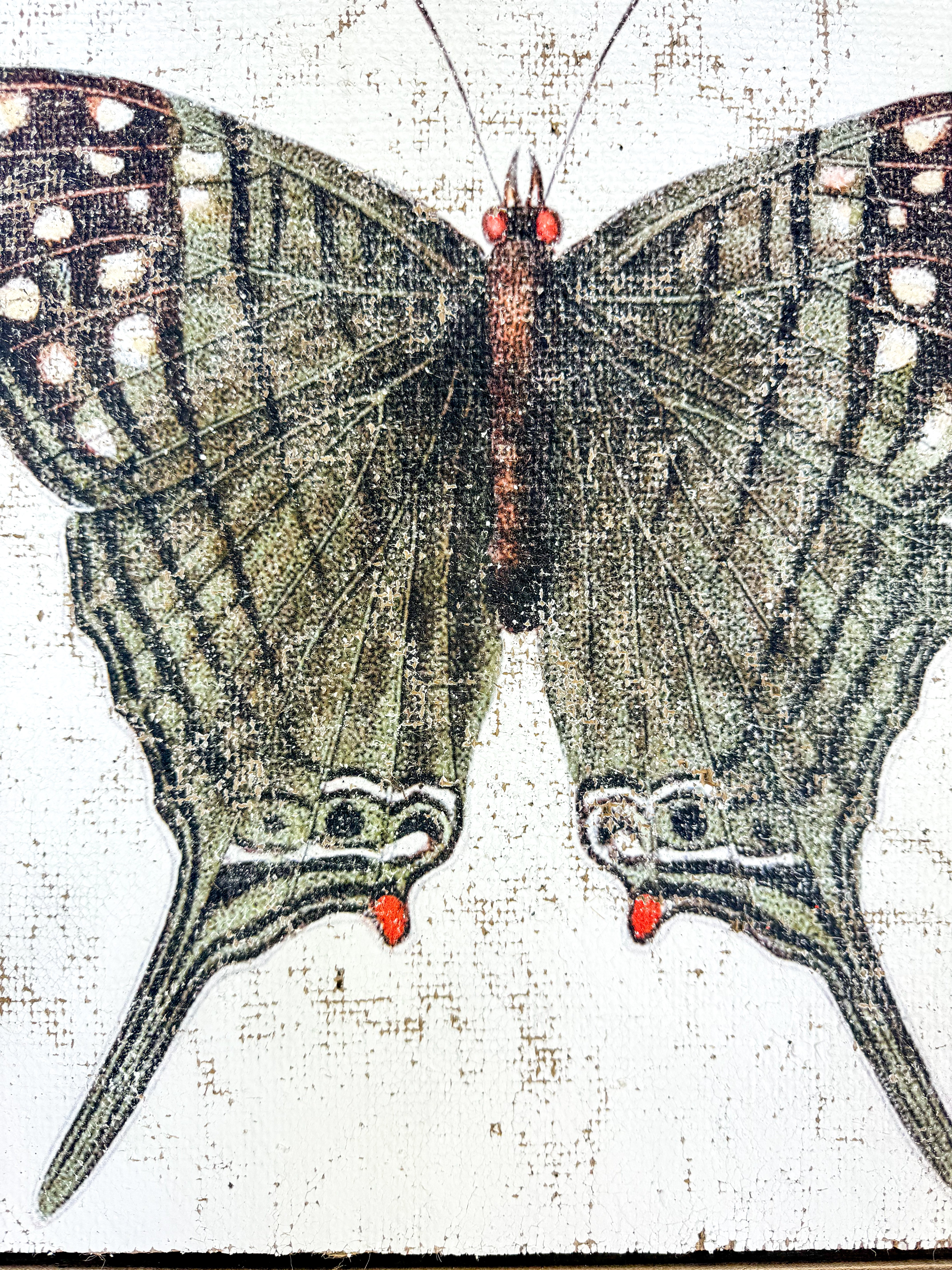 Green Swordtail Butterfly