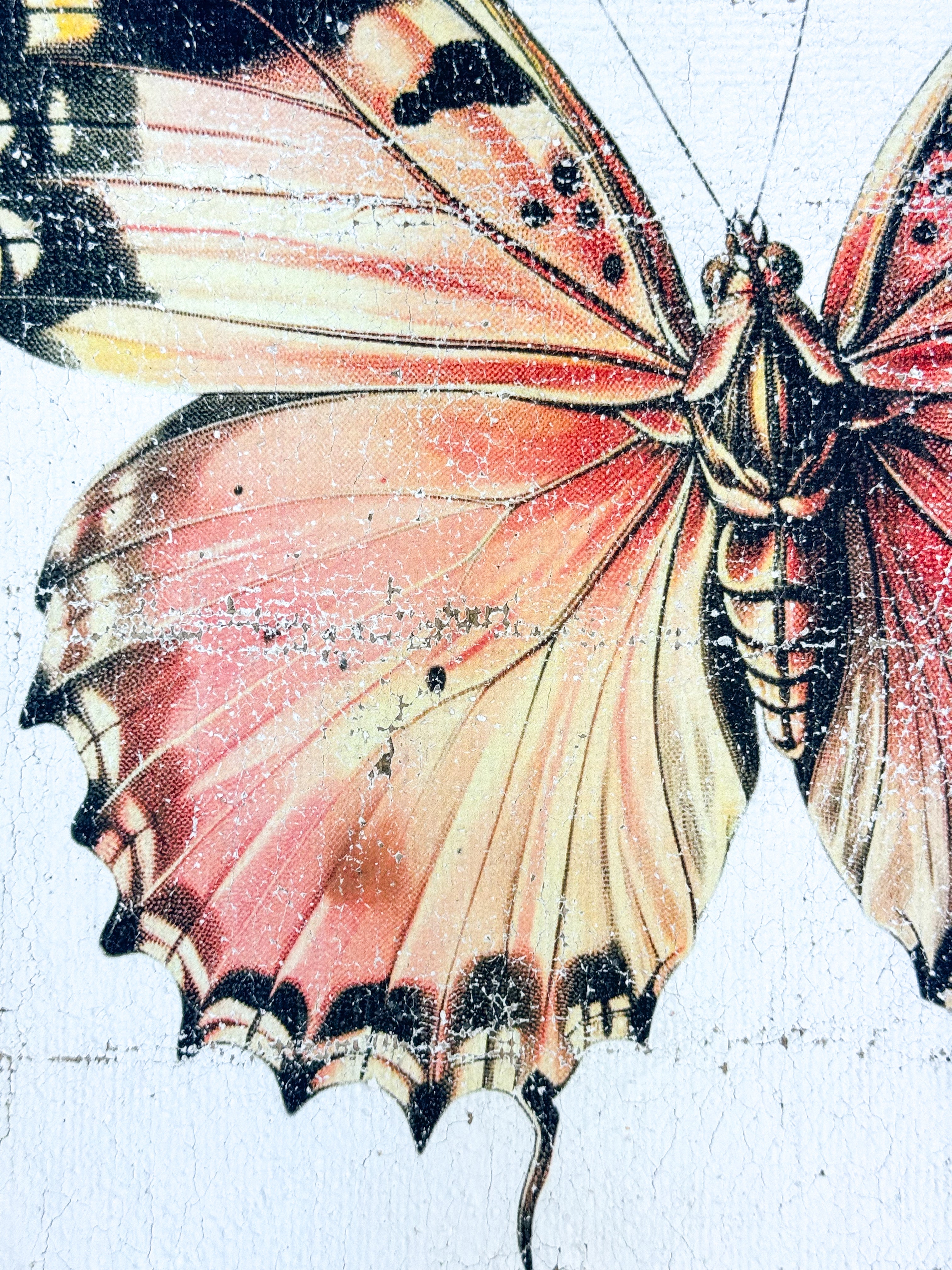 Malay Lacewing Butterfly