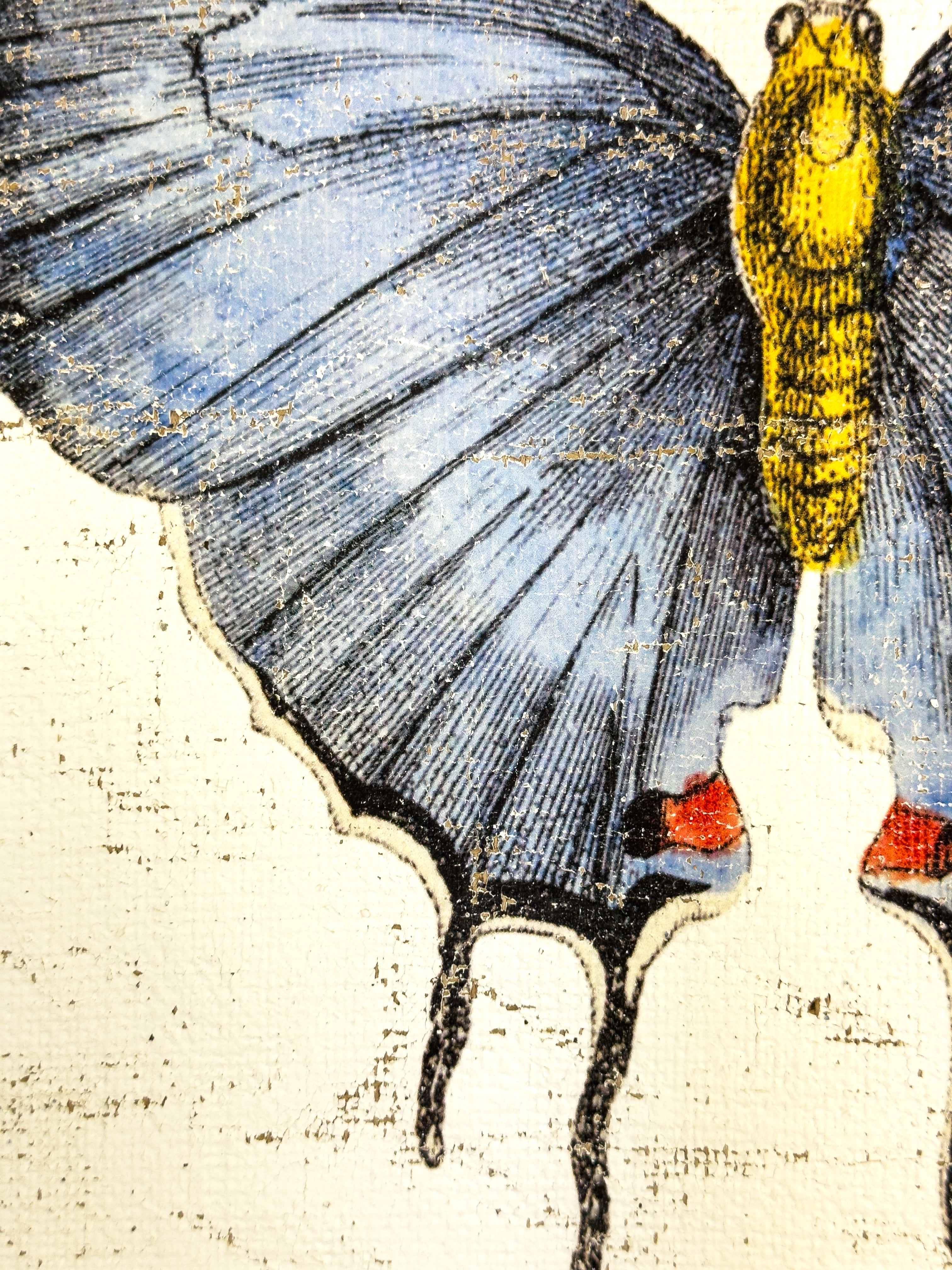 Redspot Gossamer-winged Butterfly