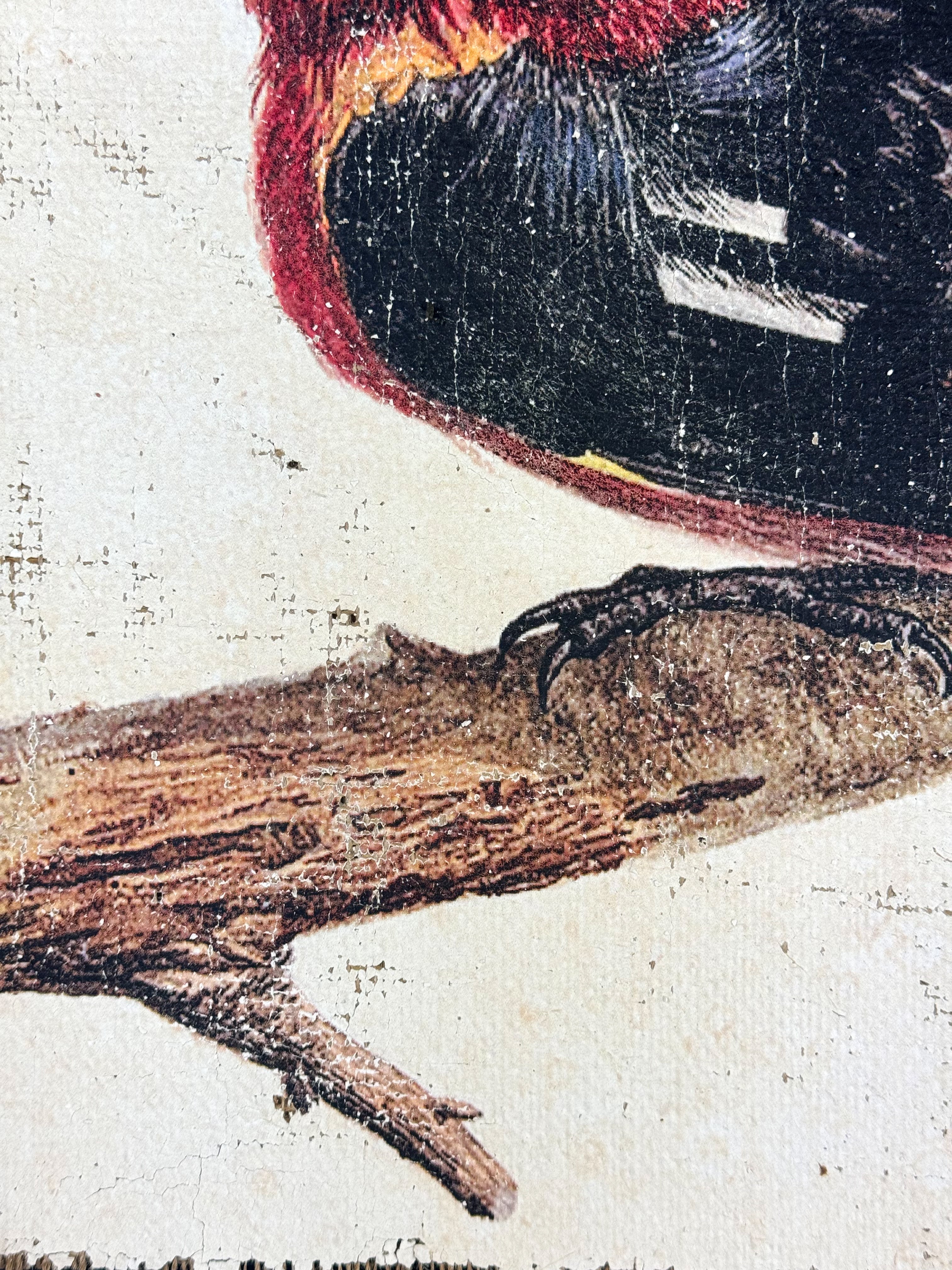 Red and Black Bird - Crimson Perch