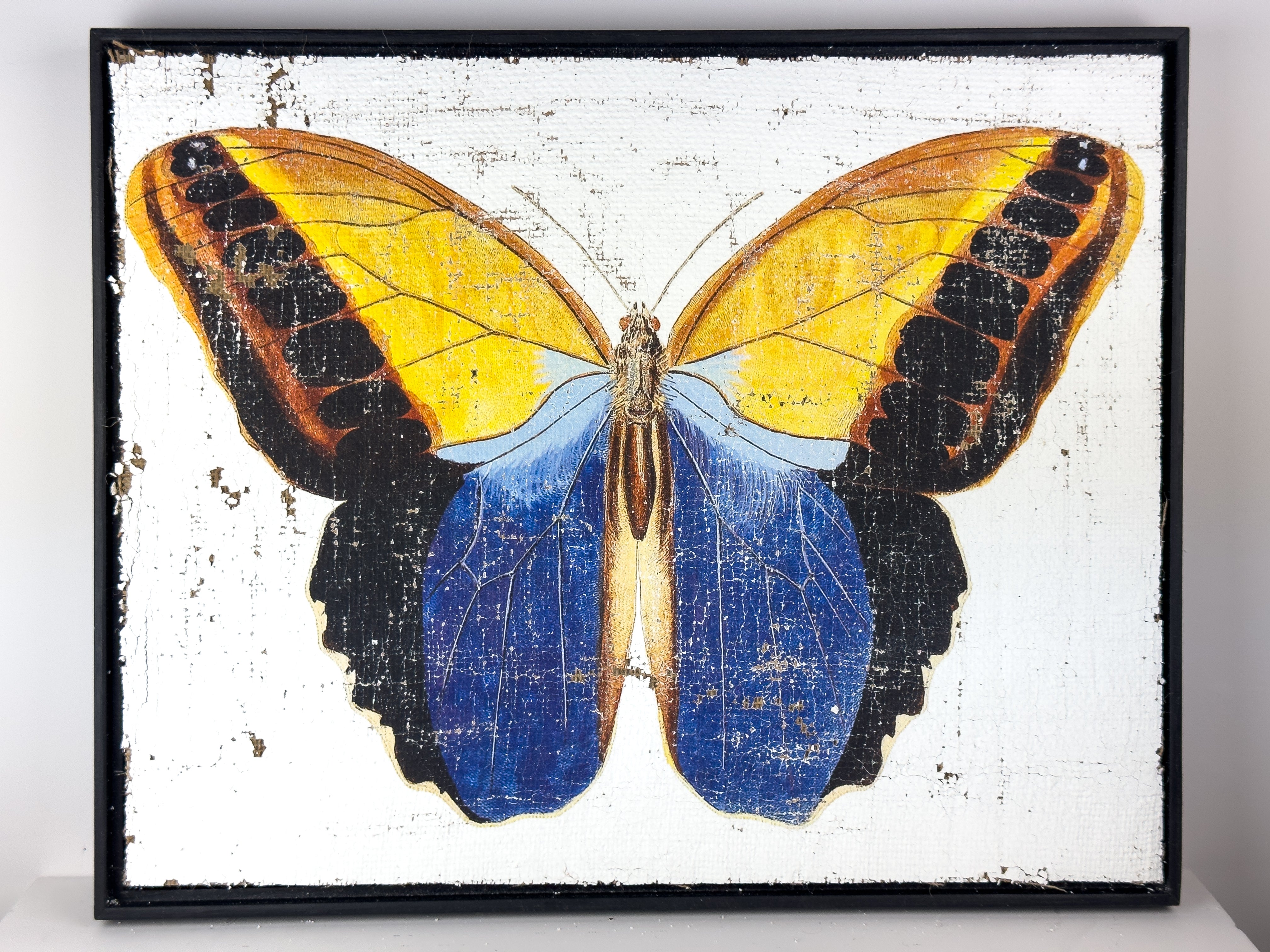 Blue brush-footed butterfly