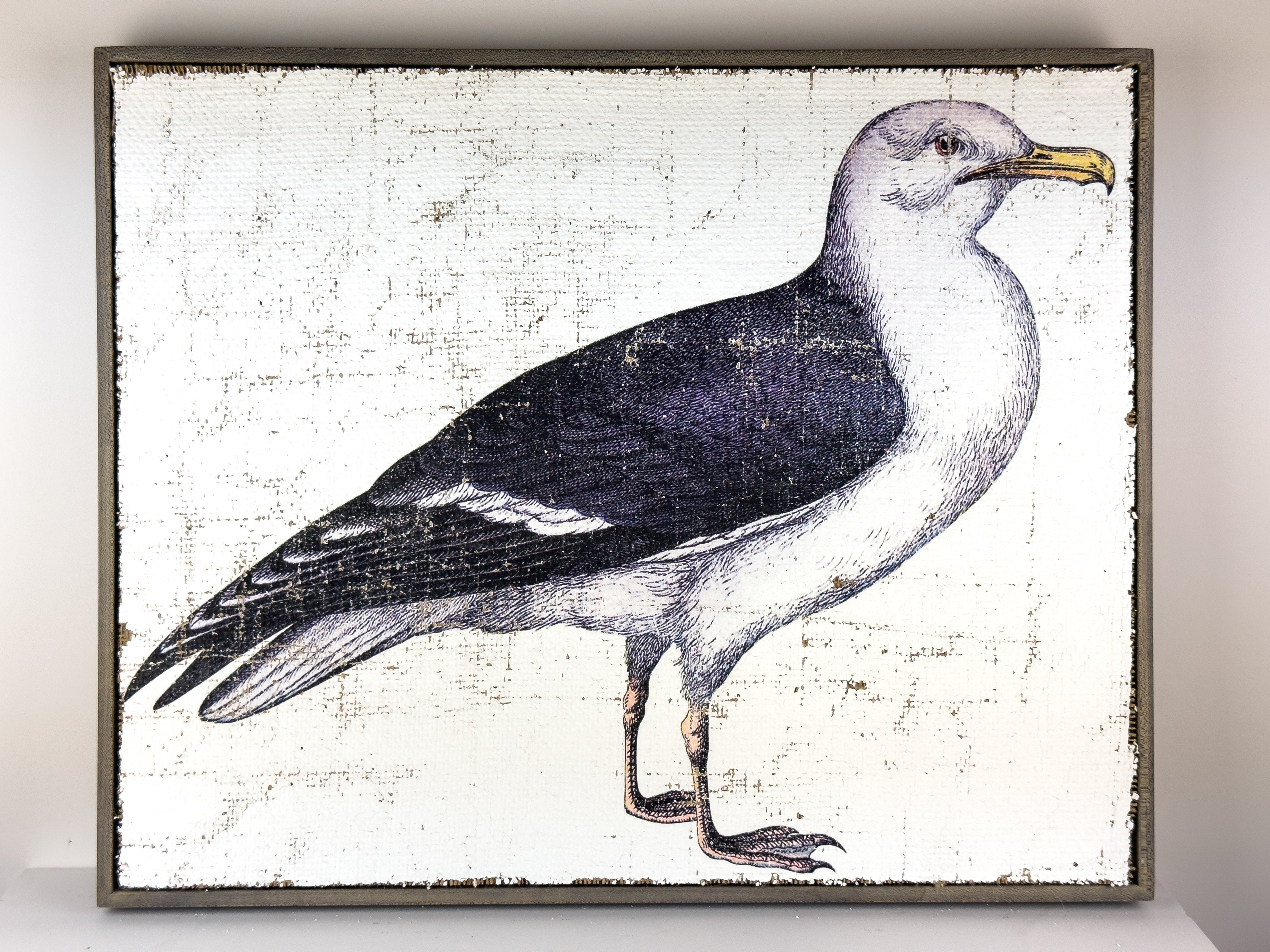 Sea Gull