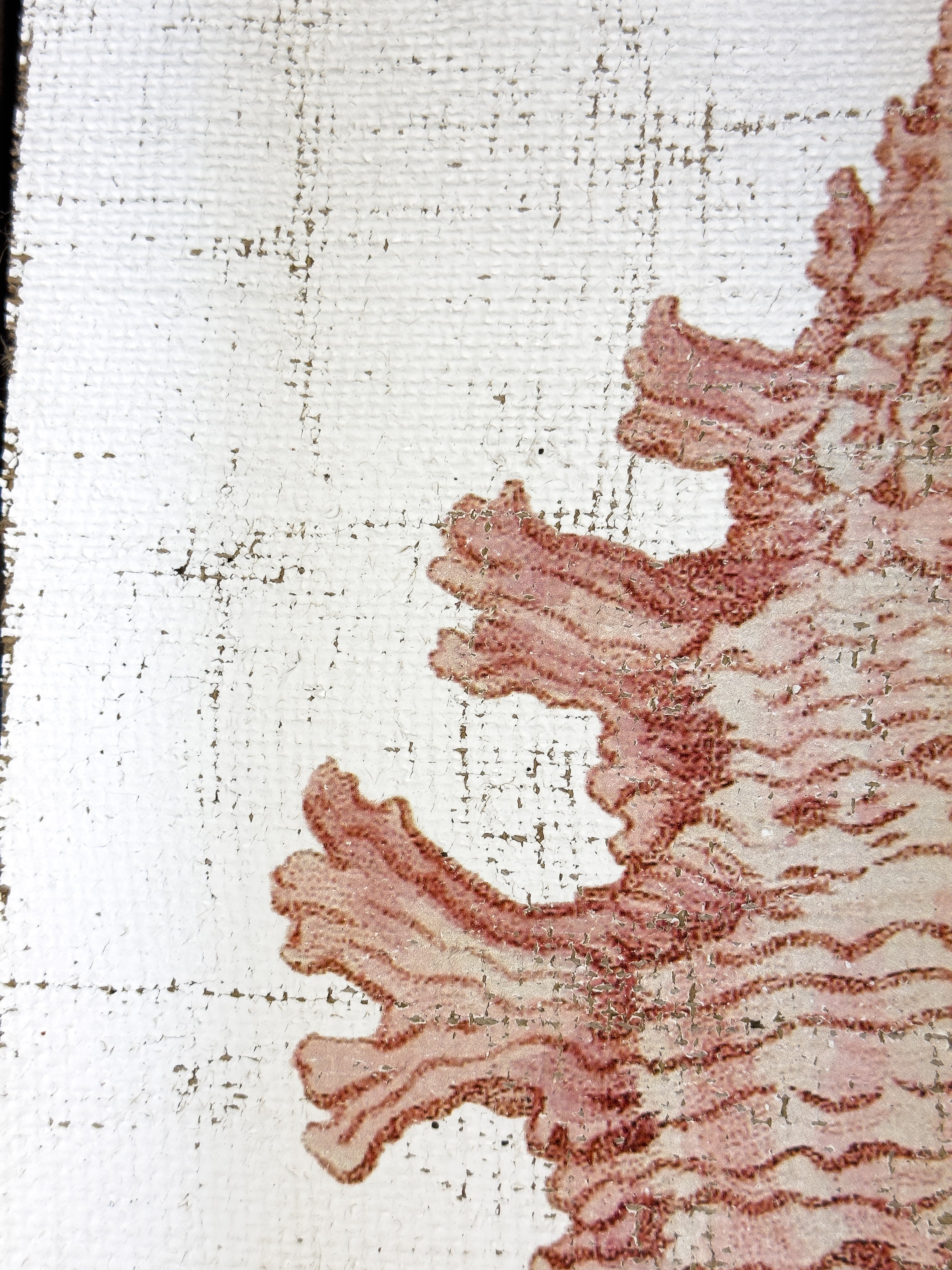 Pink Seashell - Lace Murex