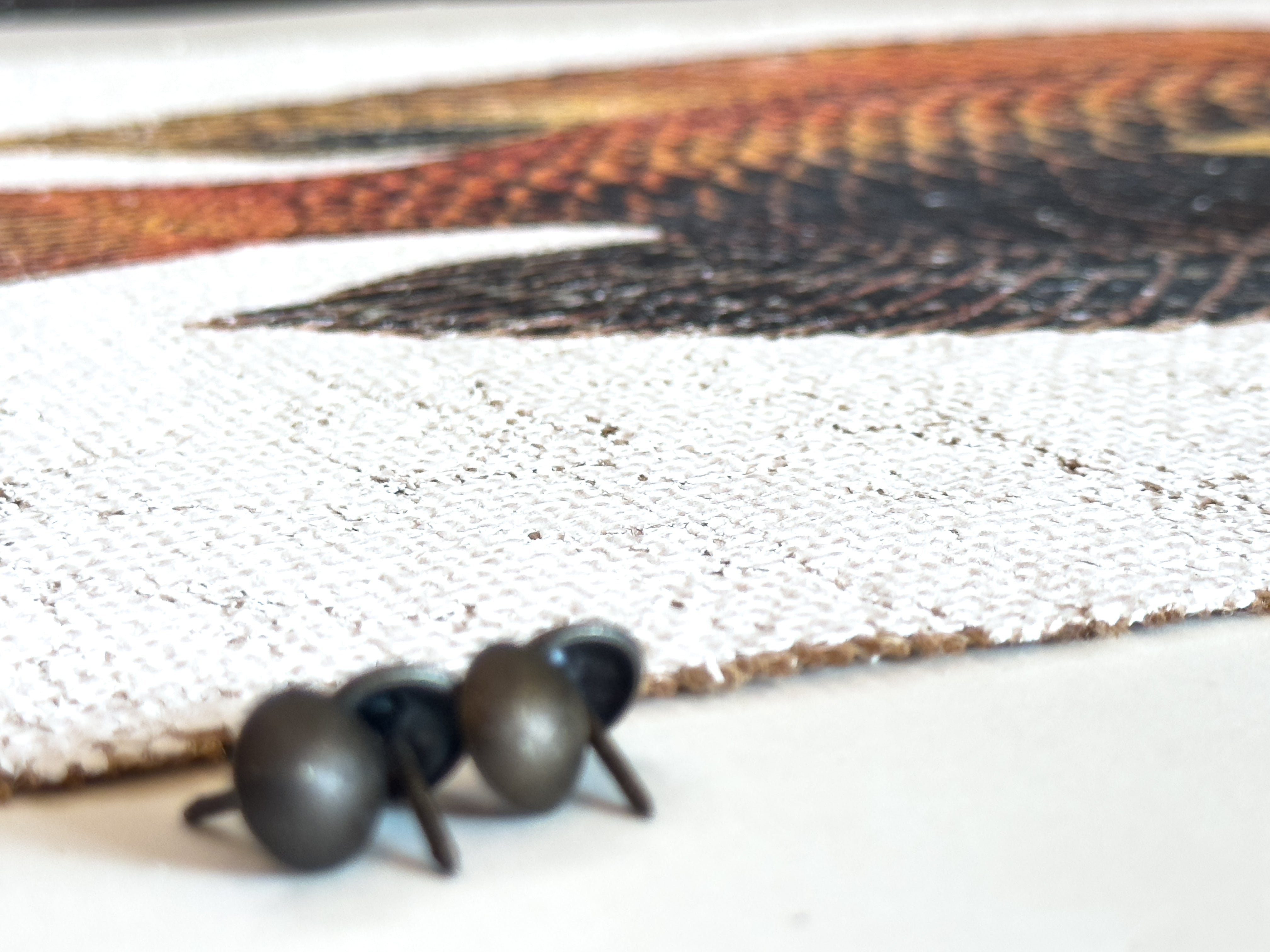 Orange and Black Fish