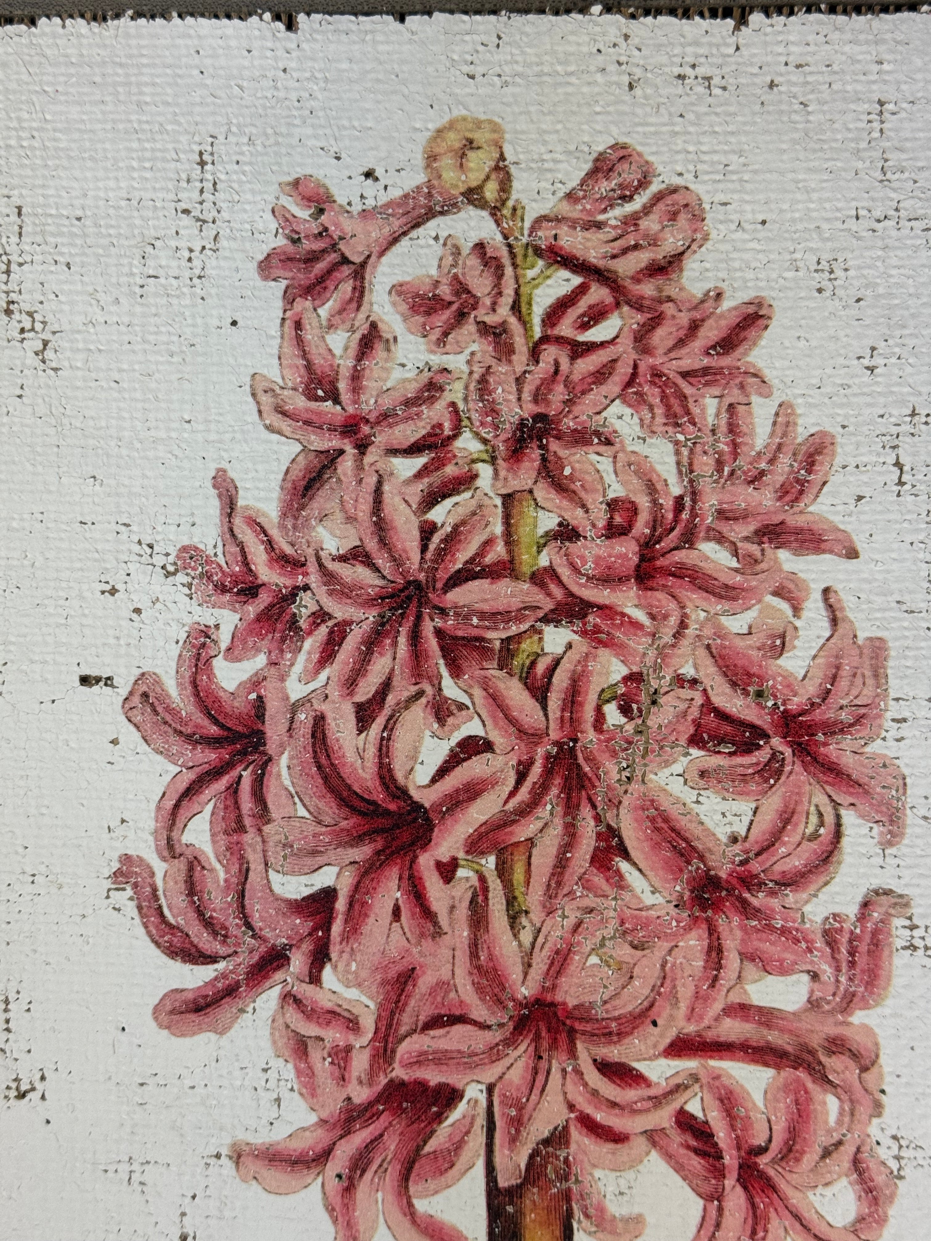 Pink Hyacinth