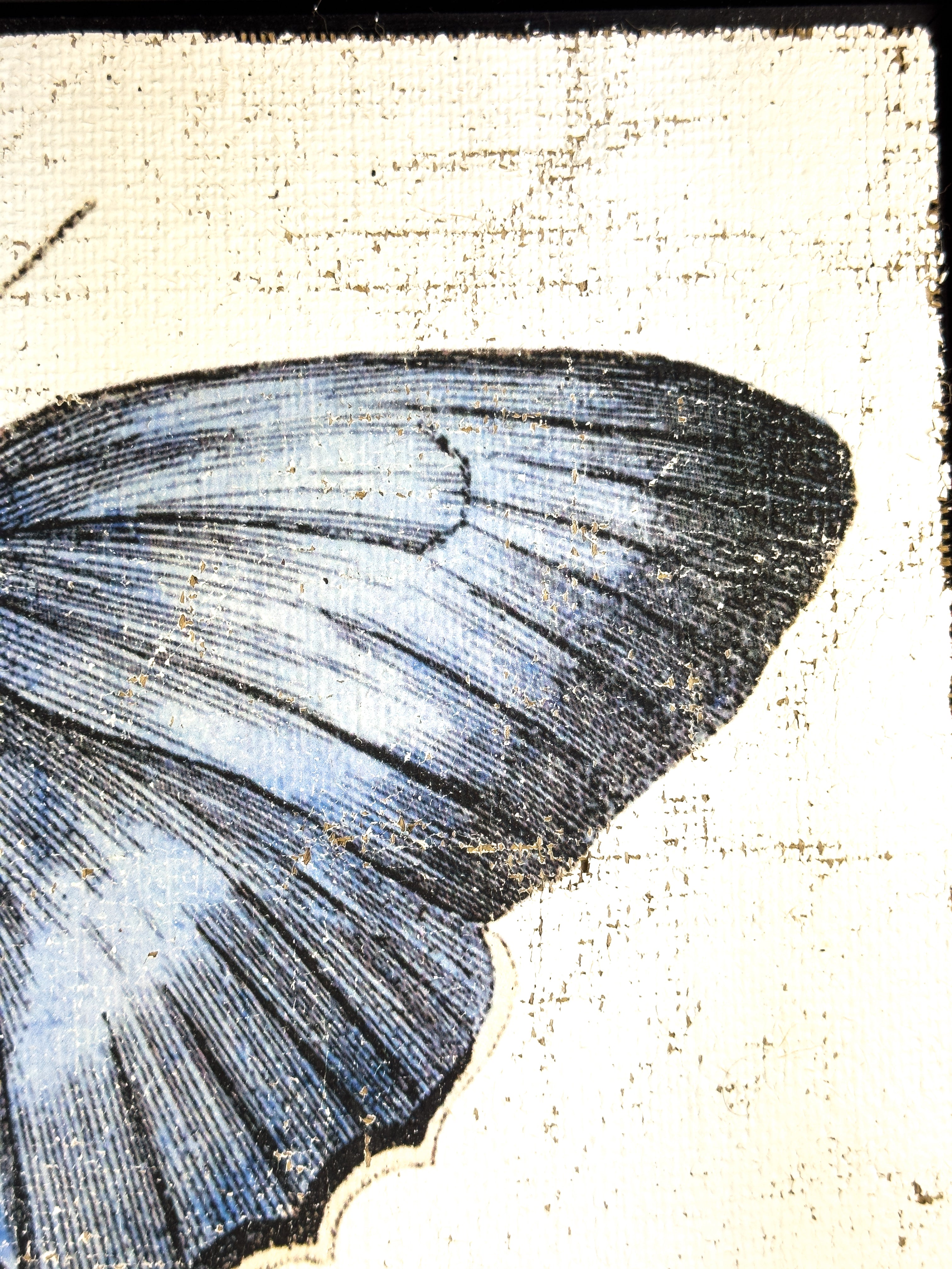 Redspot Gossamer-winged Butterfly