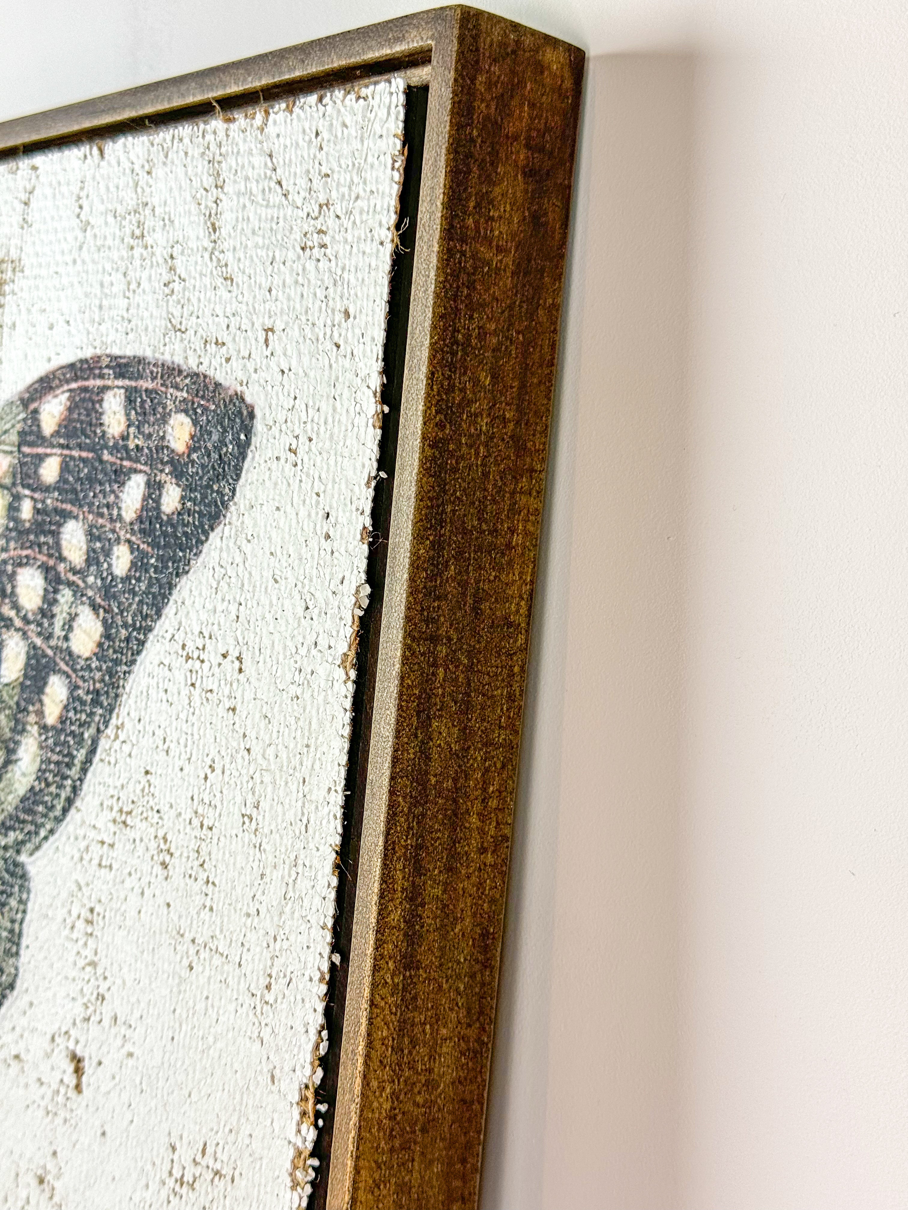 Green Swordtail Butterfly