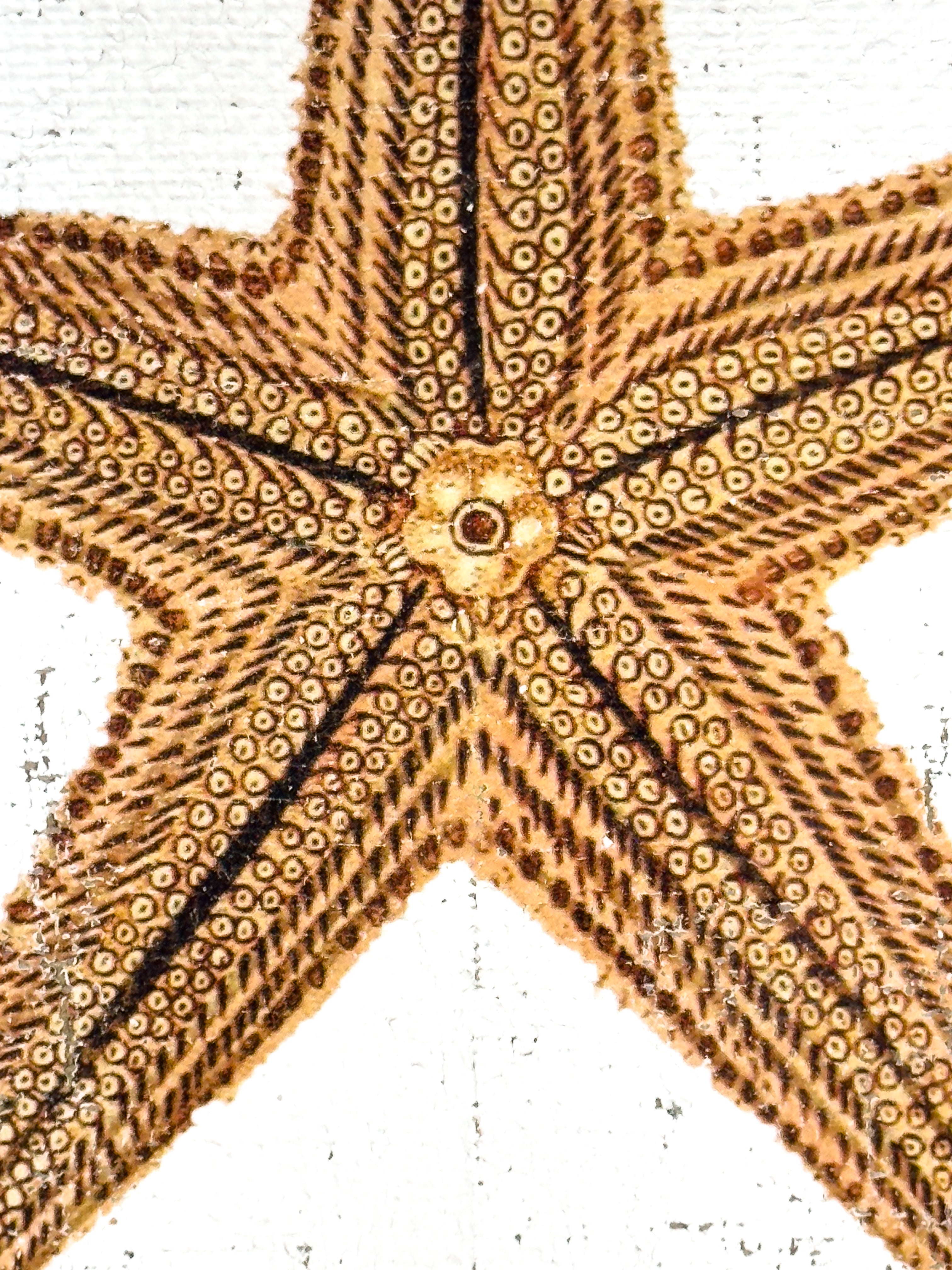 Starfish