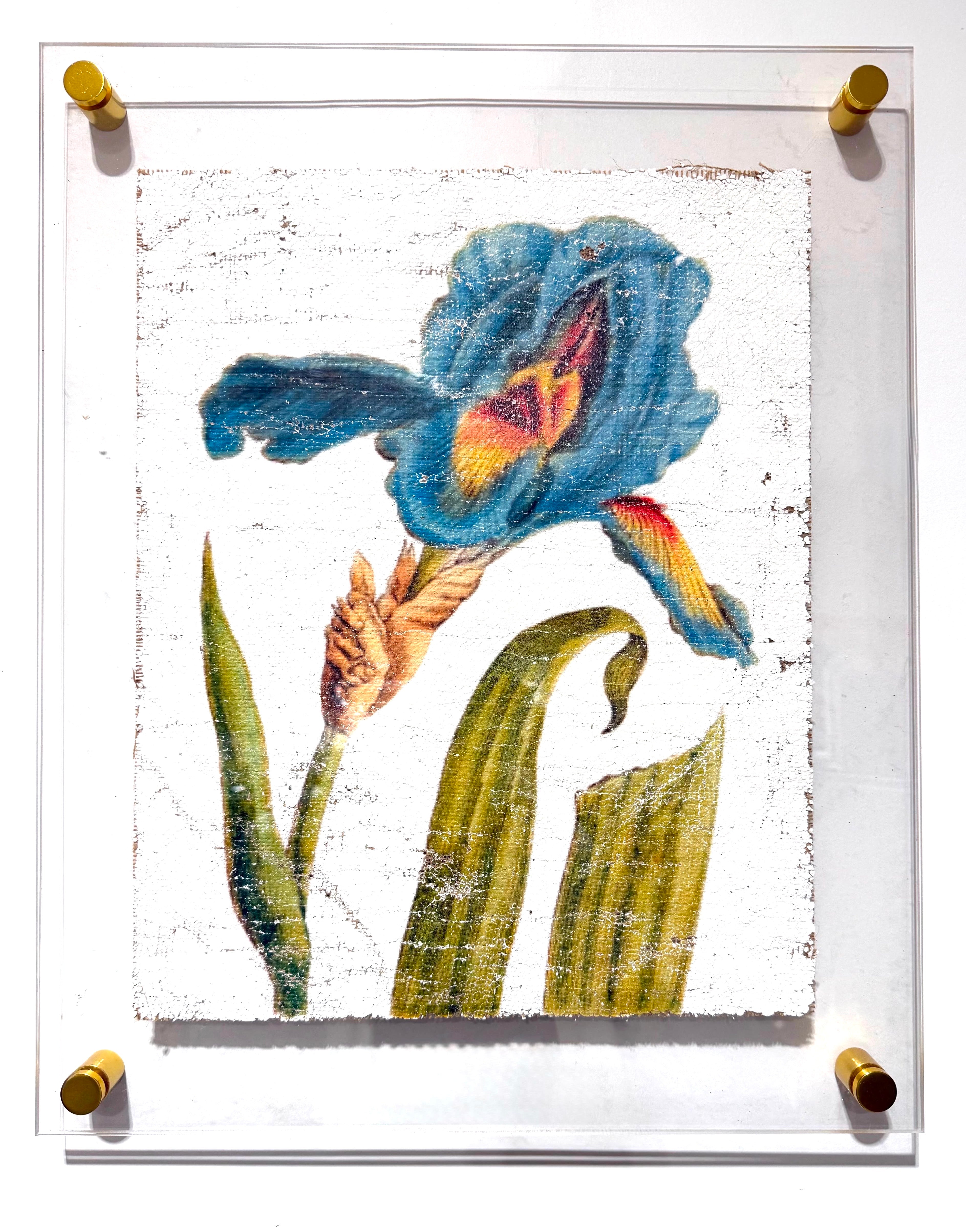 Teal Iris 1