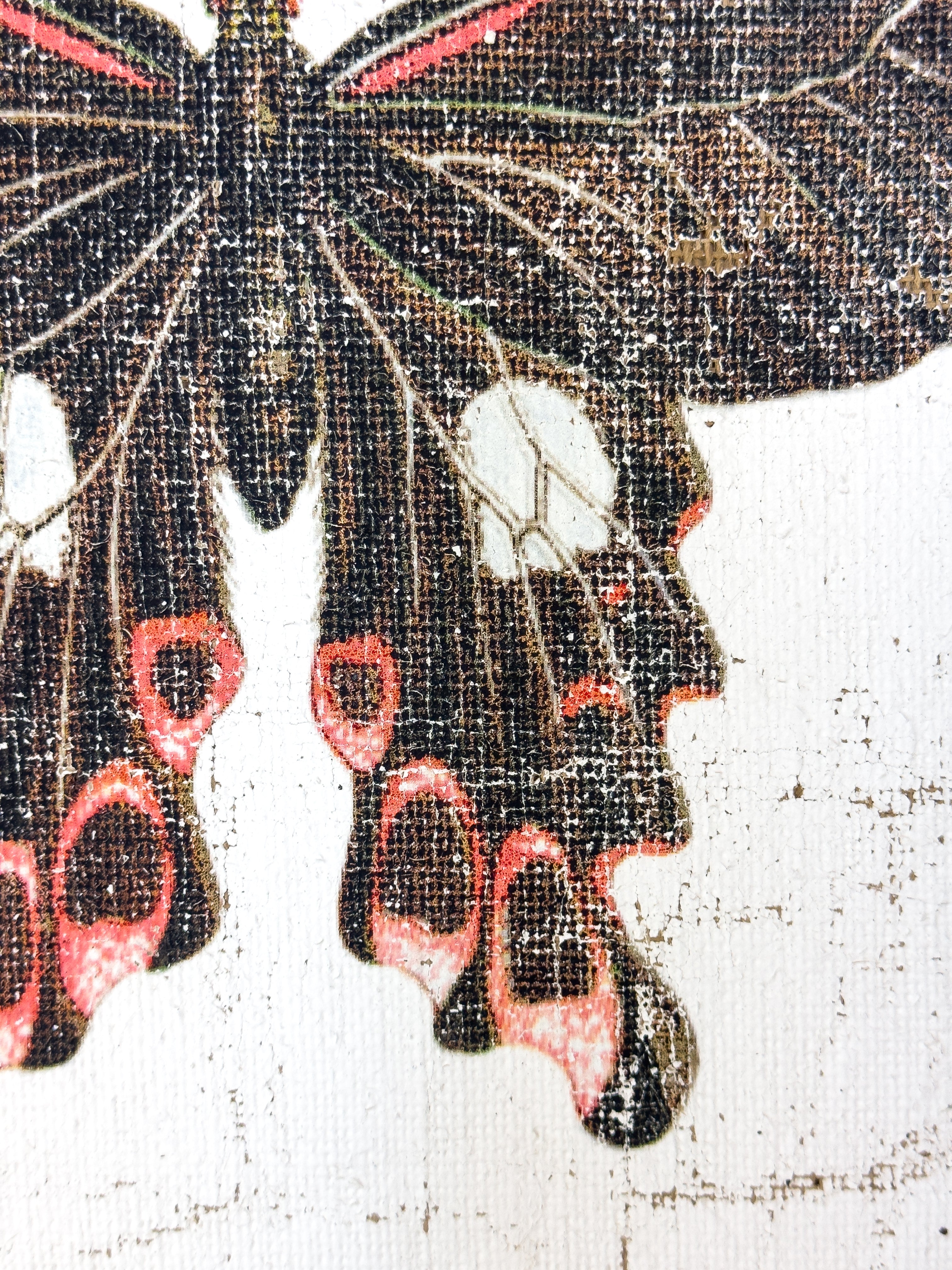 Swallowtail butterfly