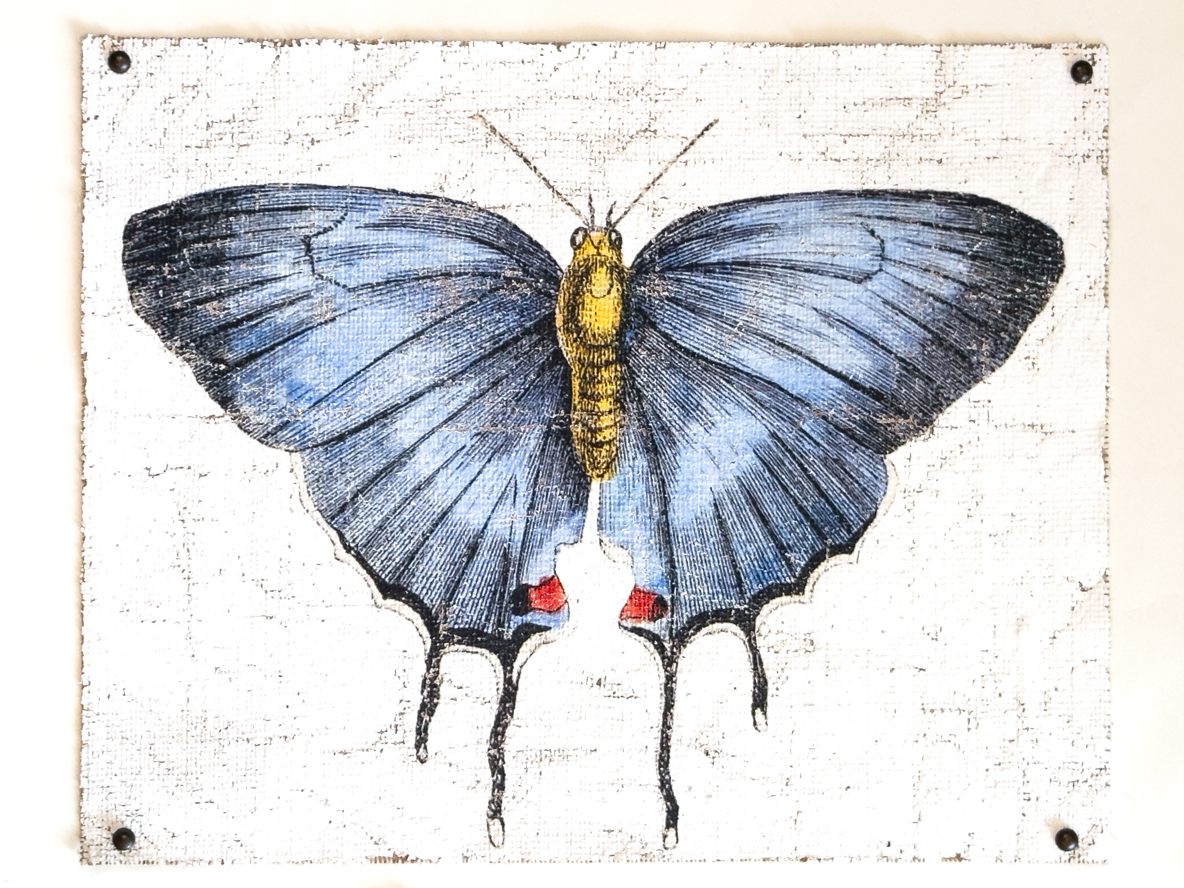 Redspot Gossamer-winged Butterfly