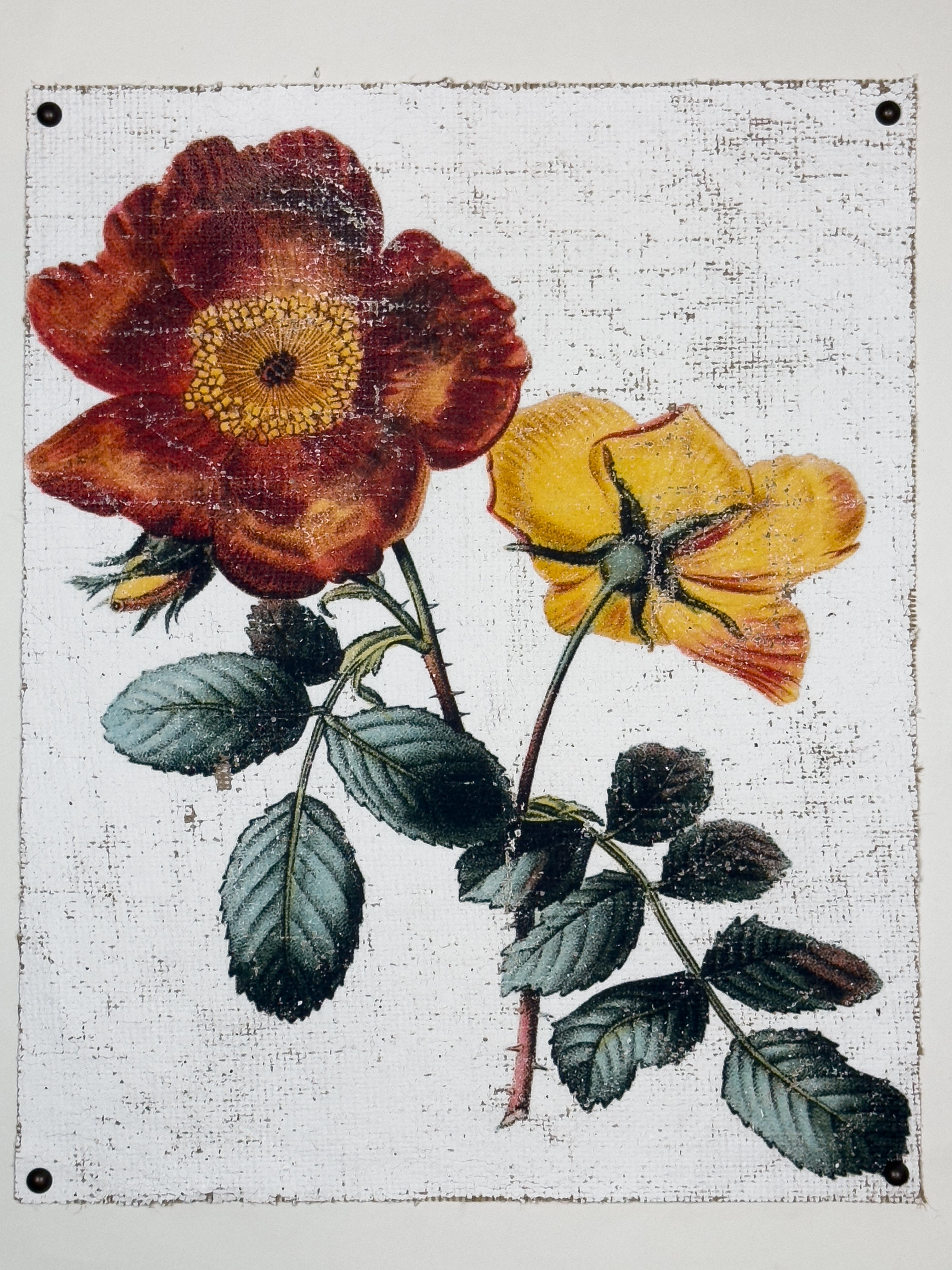 Red and Yellow Roses