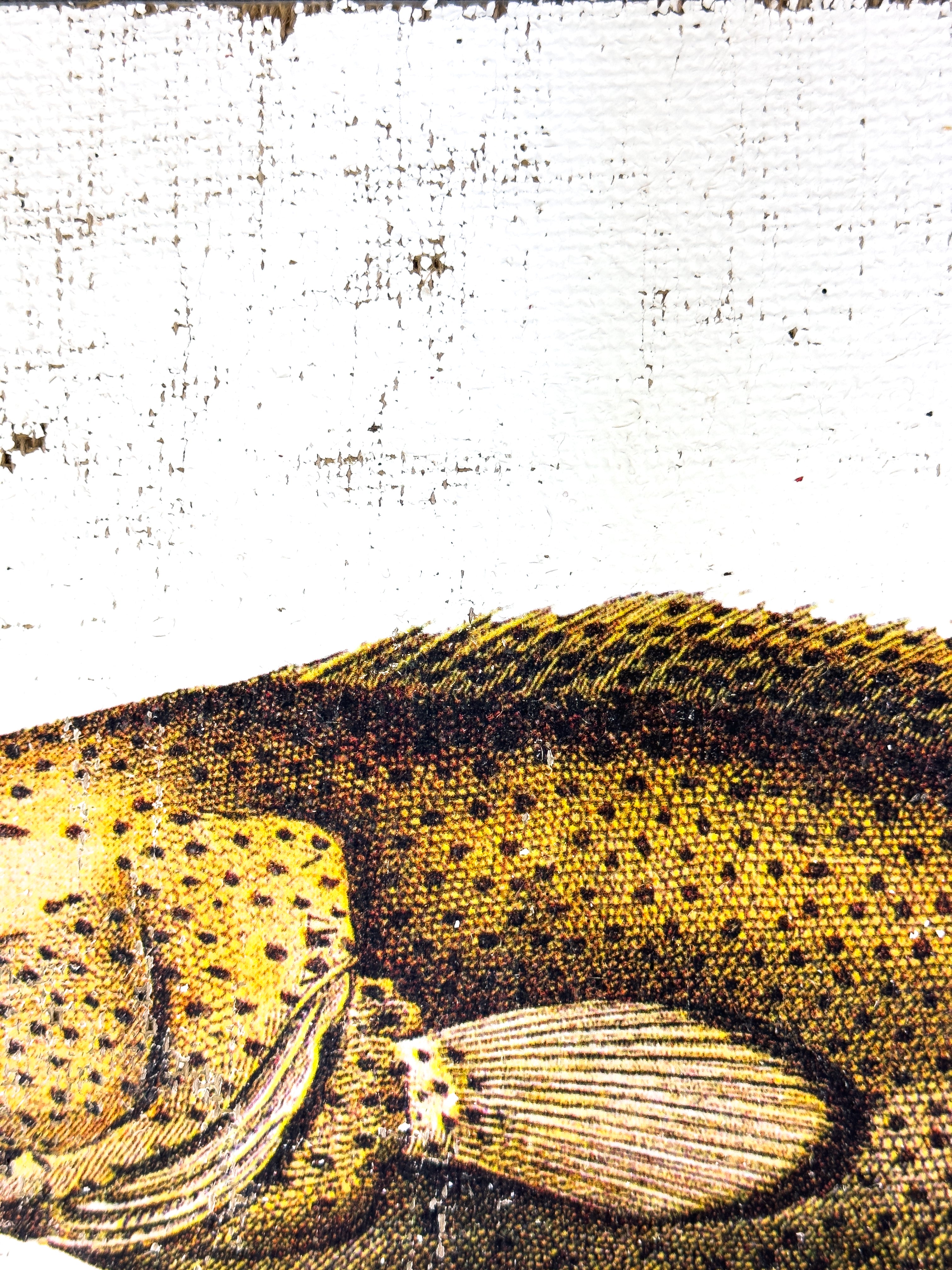 Brown Spotted Grouper