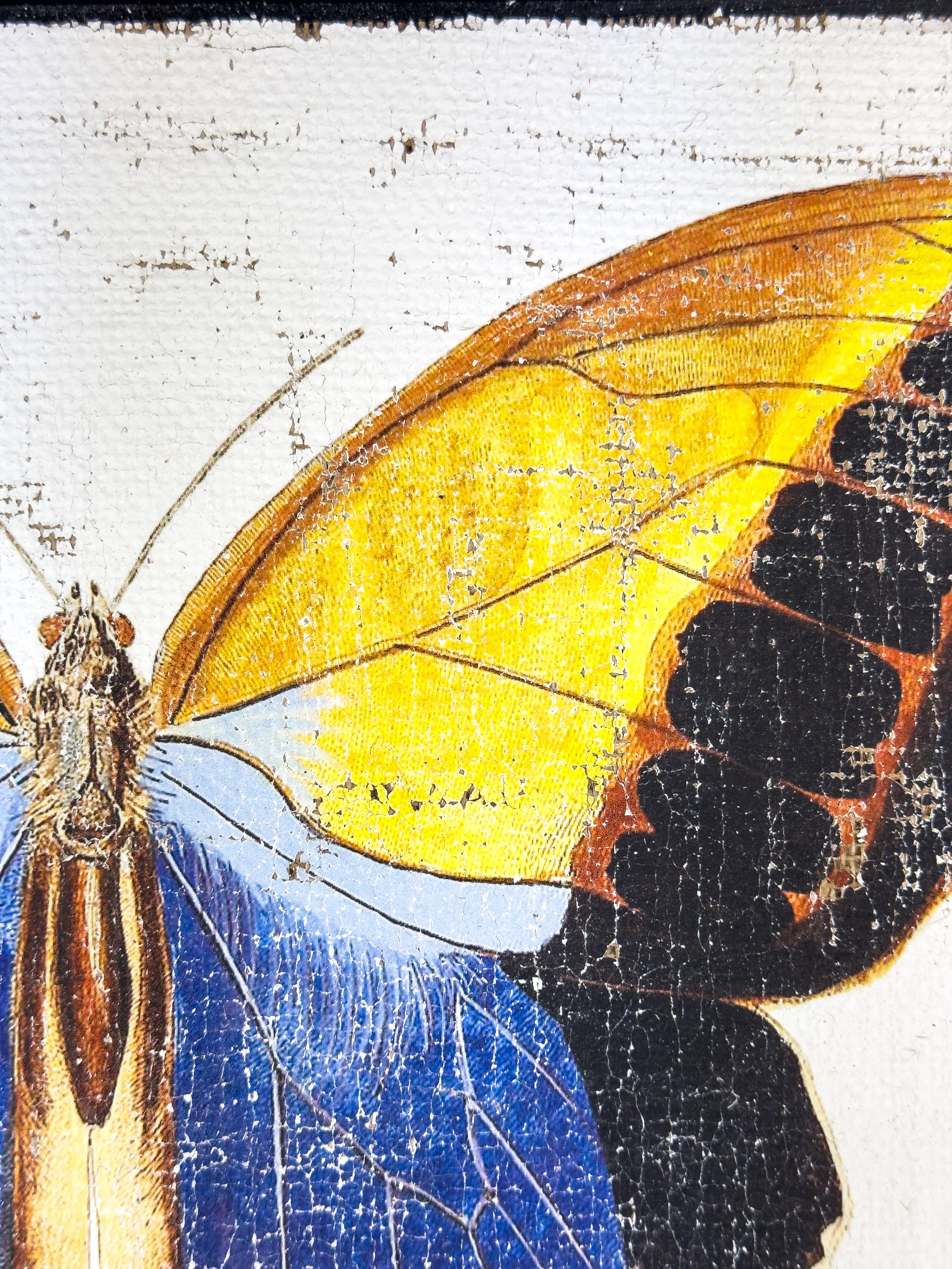 Blue brush-footed butterfly