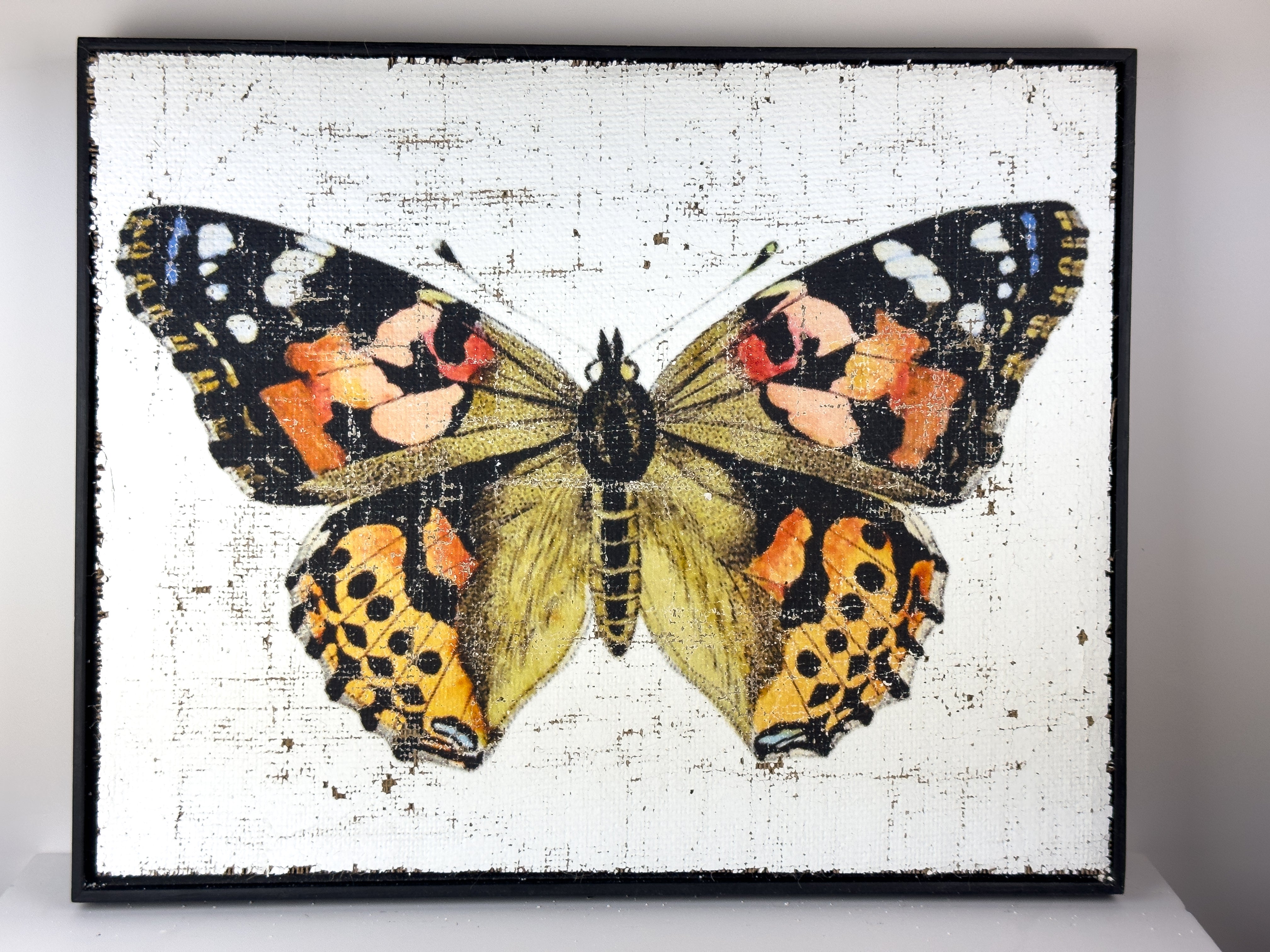 Brush-footed butterfy