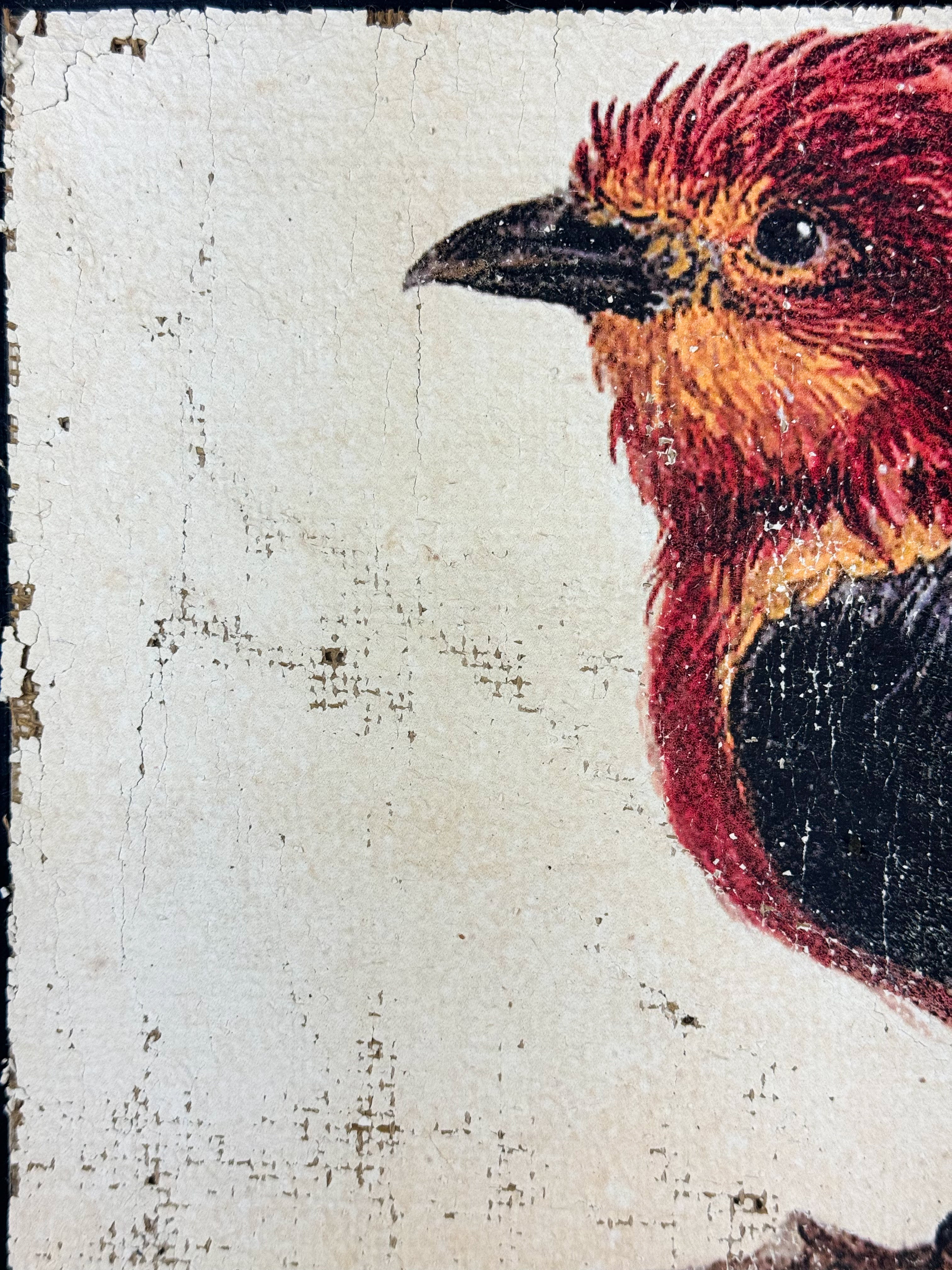 Red and Black Bird - Crimson Perch