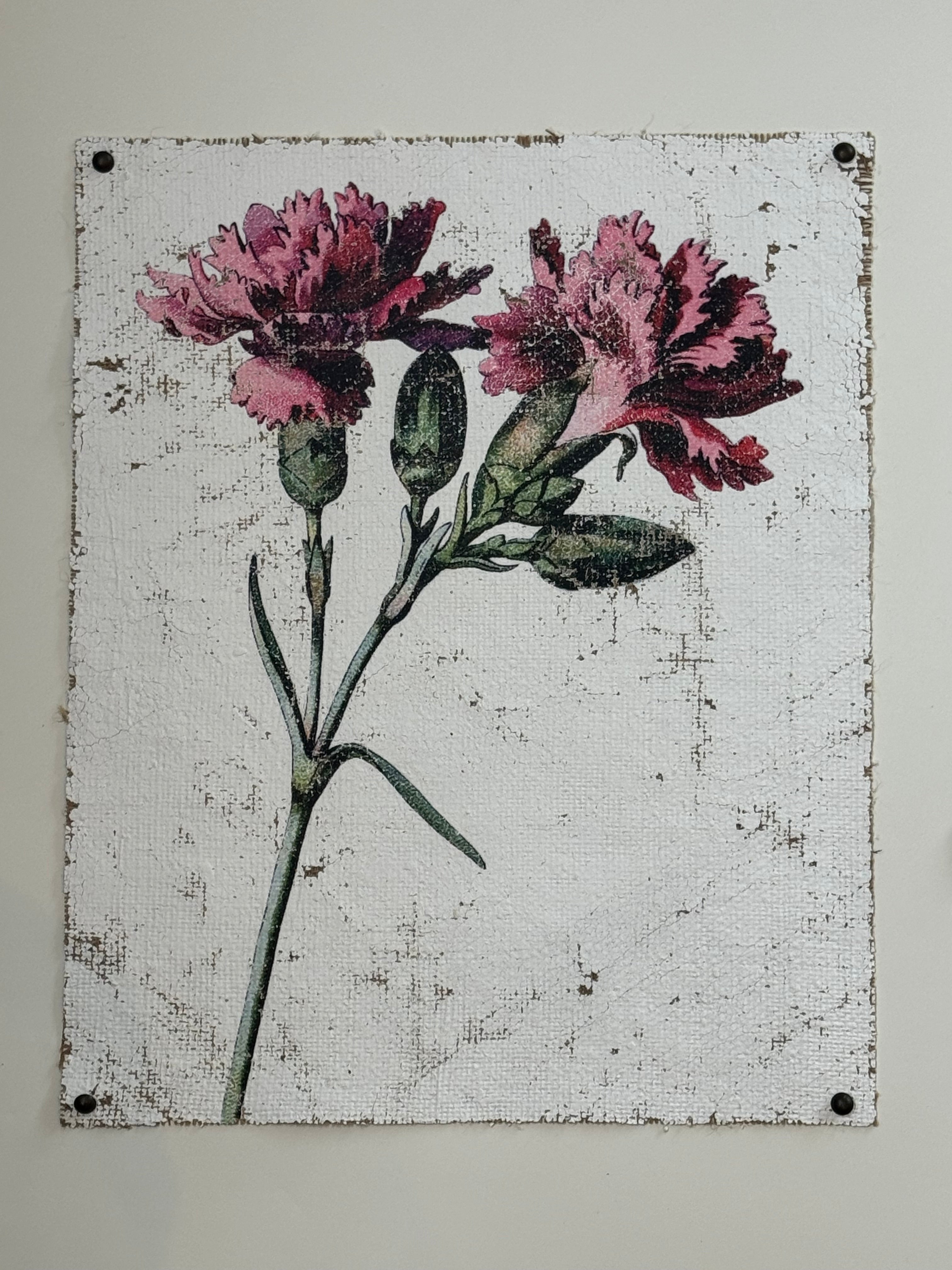 Clove pink carnation
