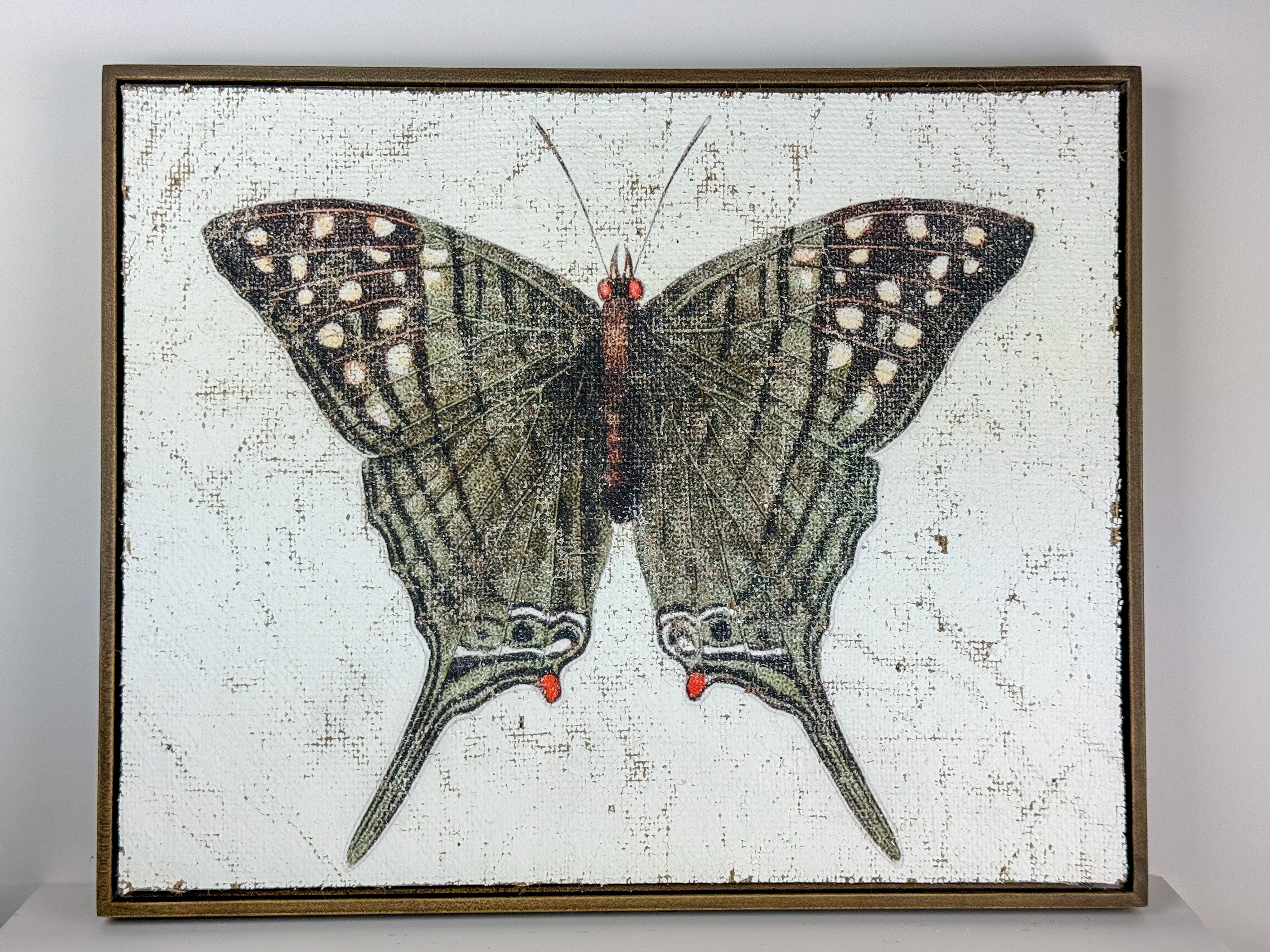 Green Swordtail Butterfly