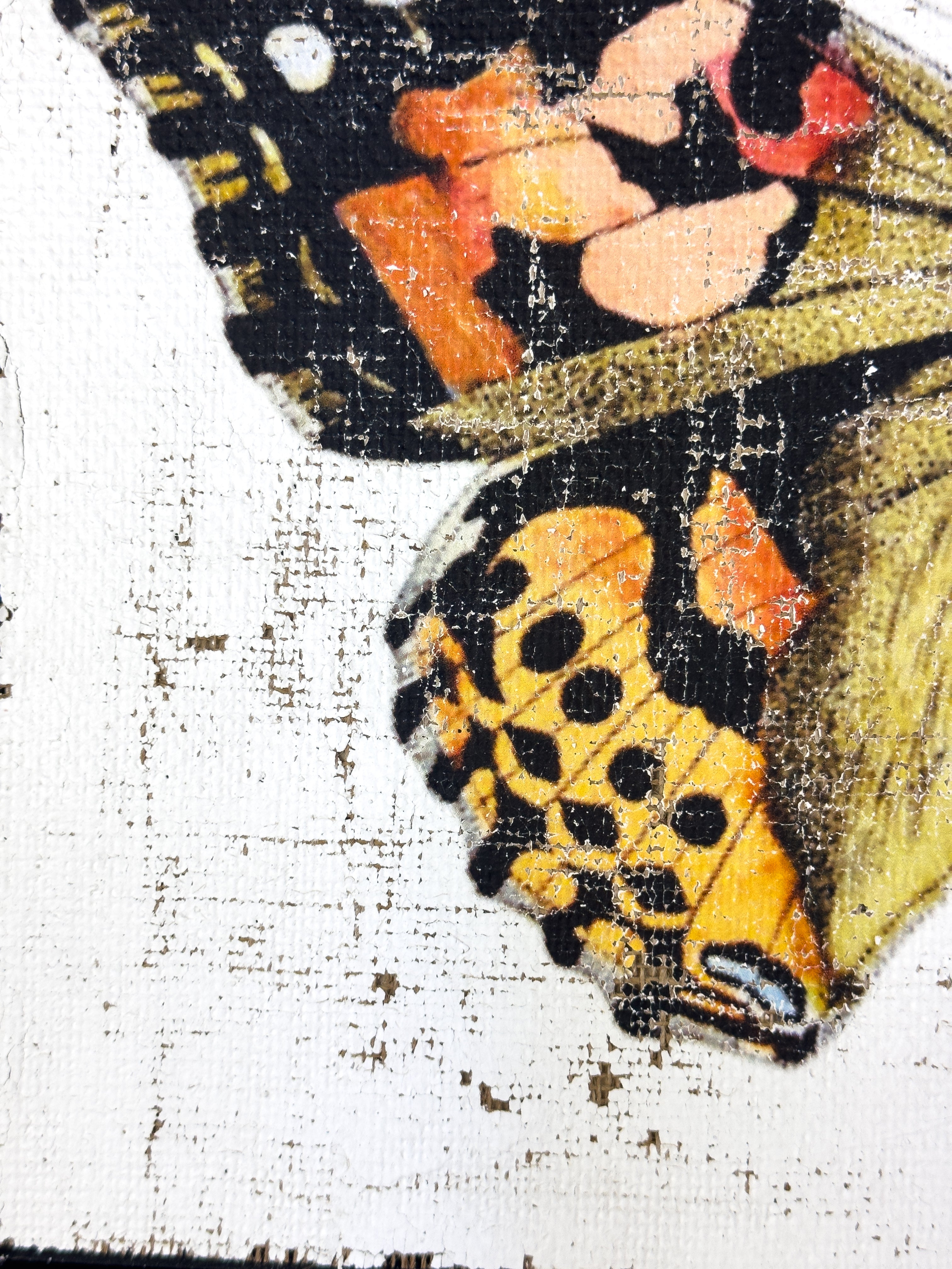 Brush-footed butterfy