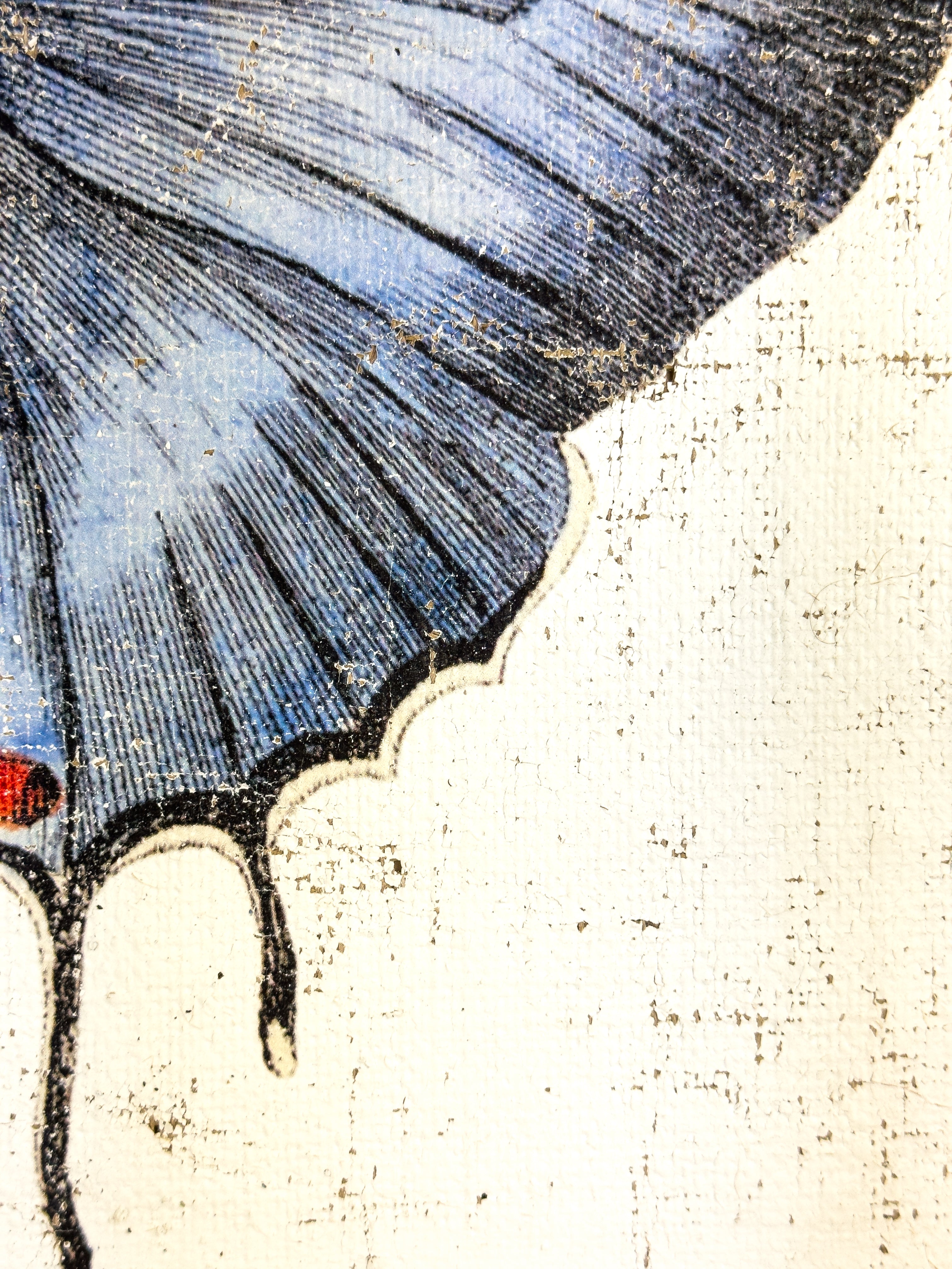 Redspot Gossamer-winged Butterfly