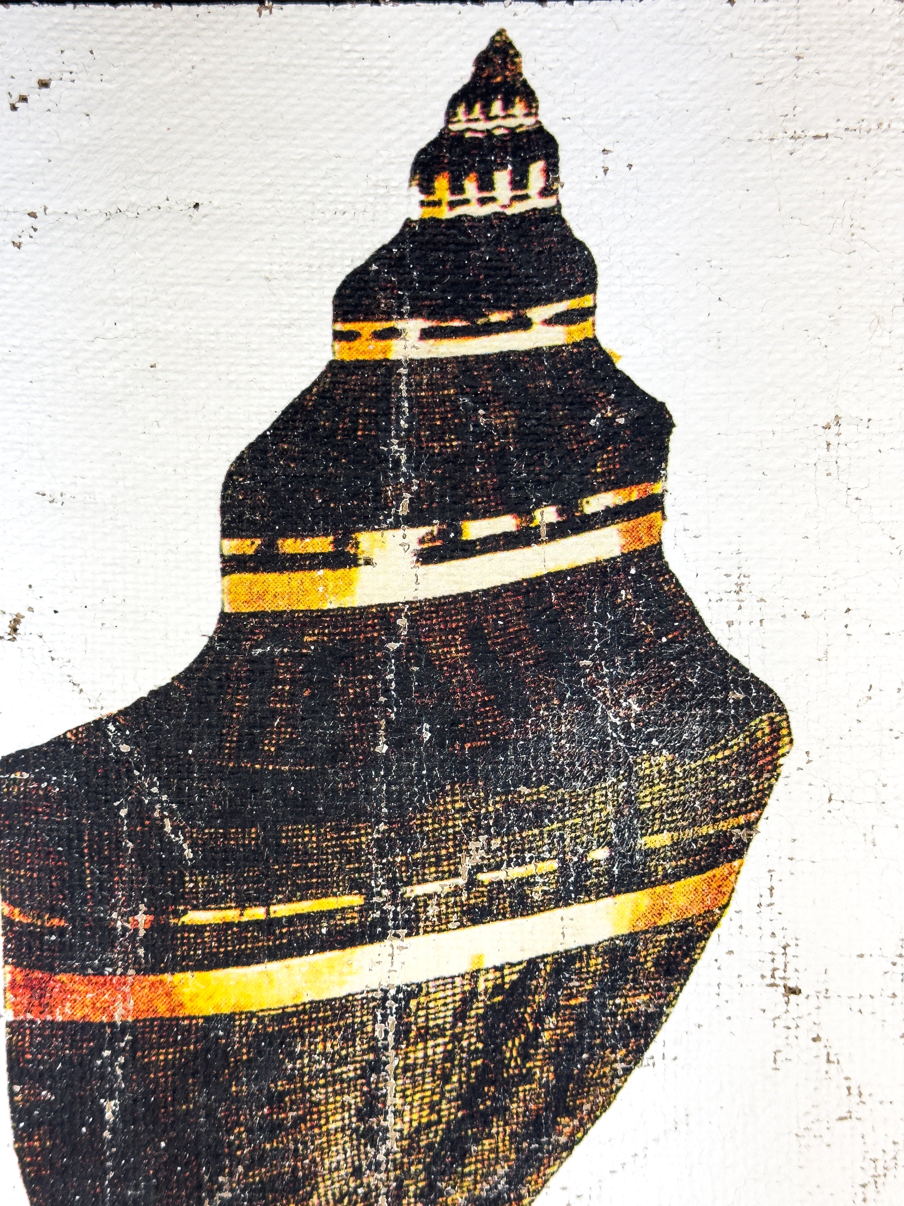 Black and Gold Cone Shell