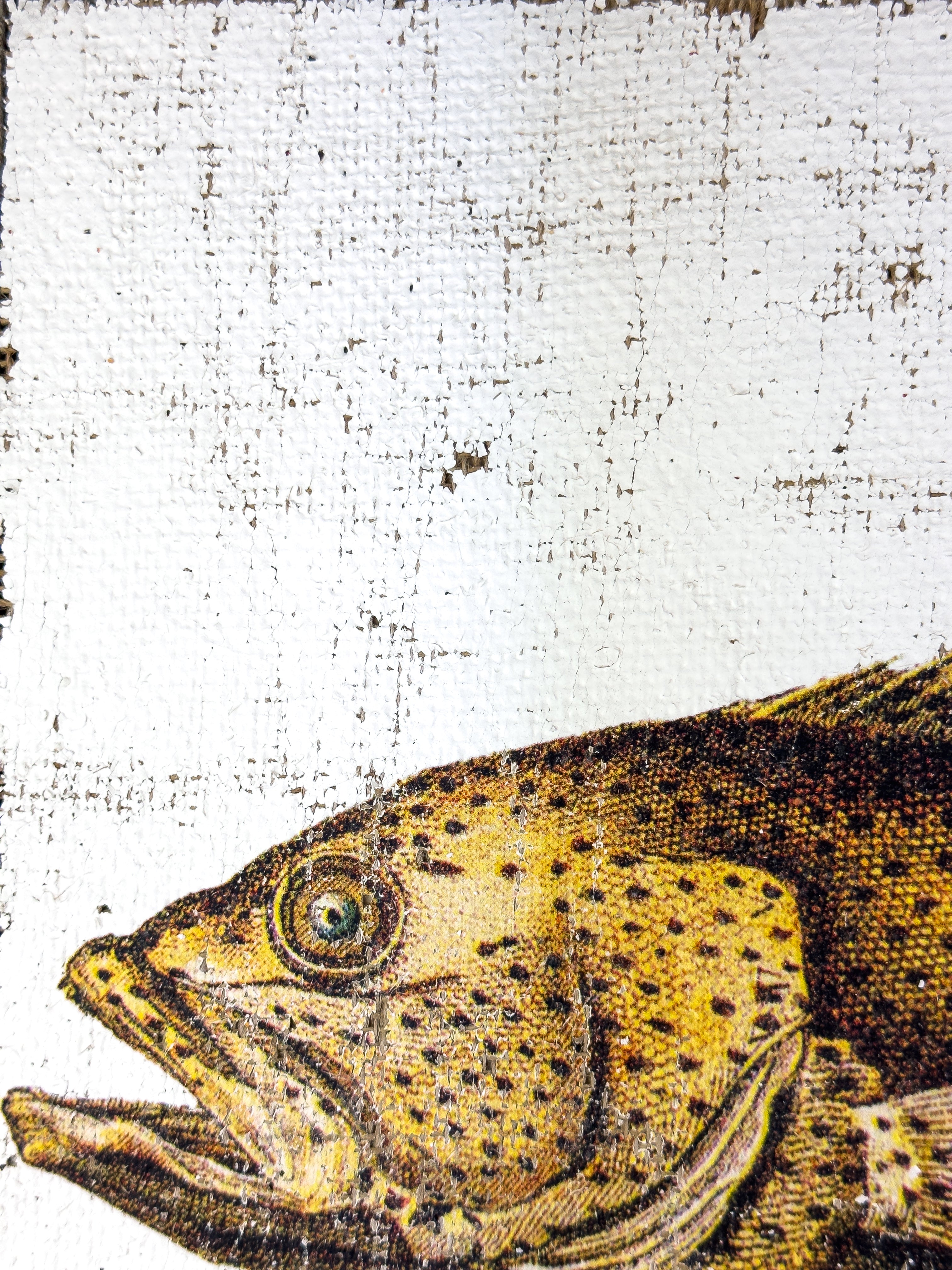 Brown Spotted Grouper