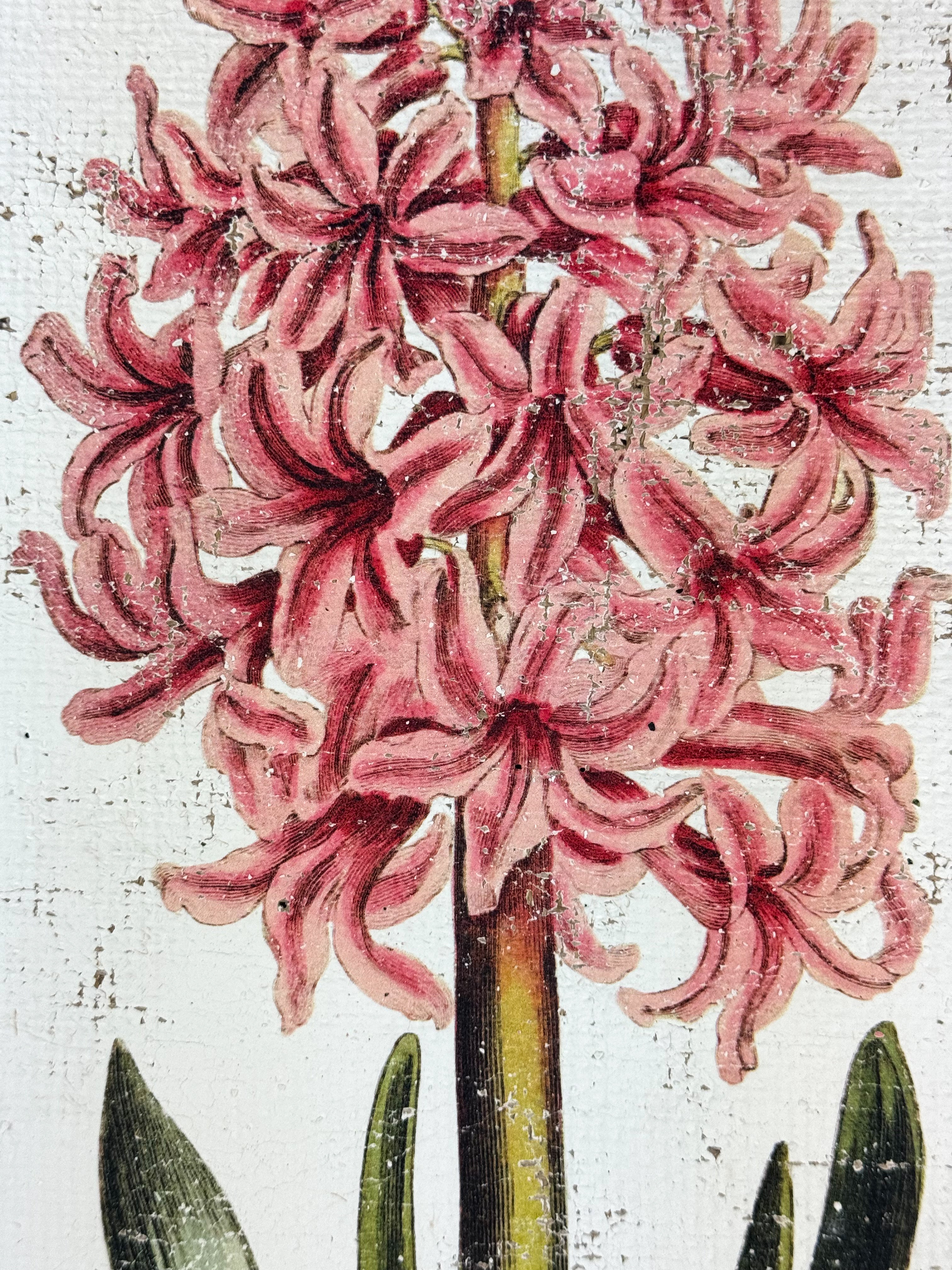 Pink Hyacinth