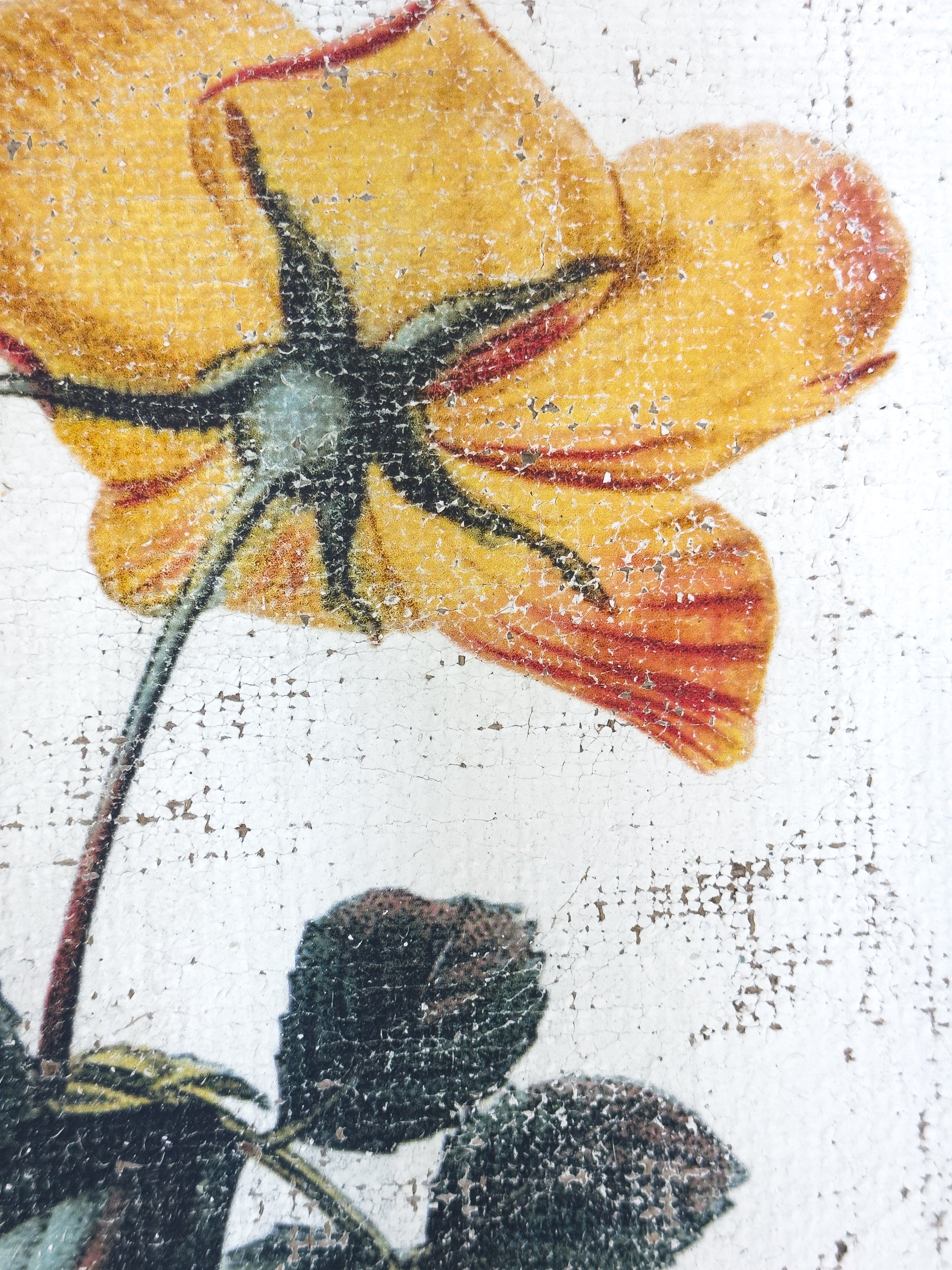 Red and Yellow Roses