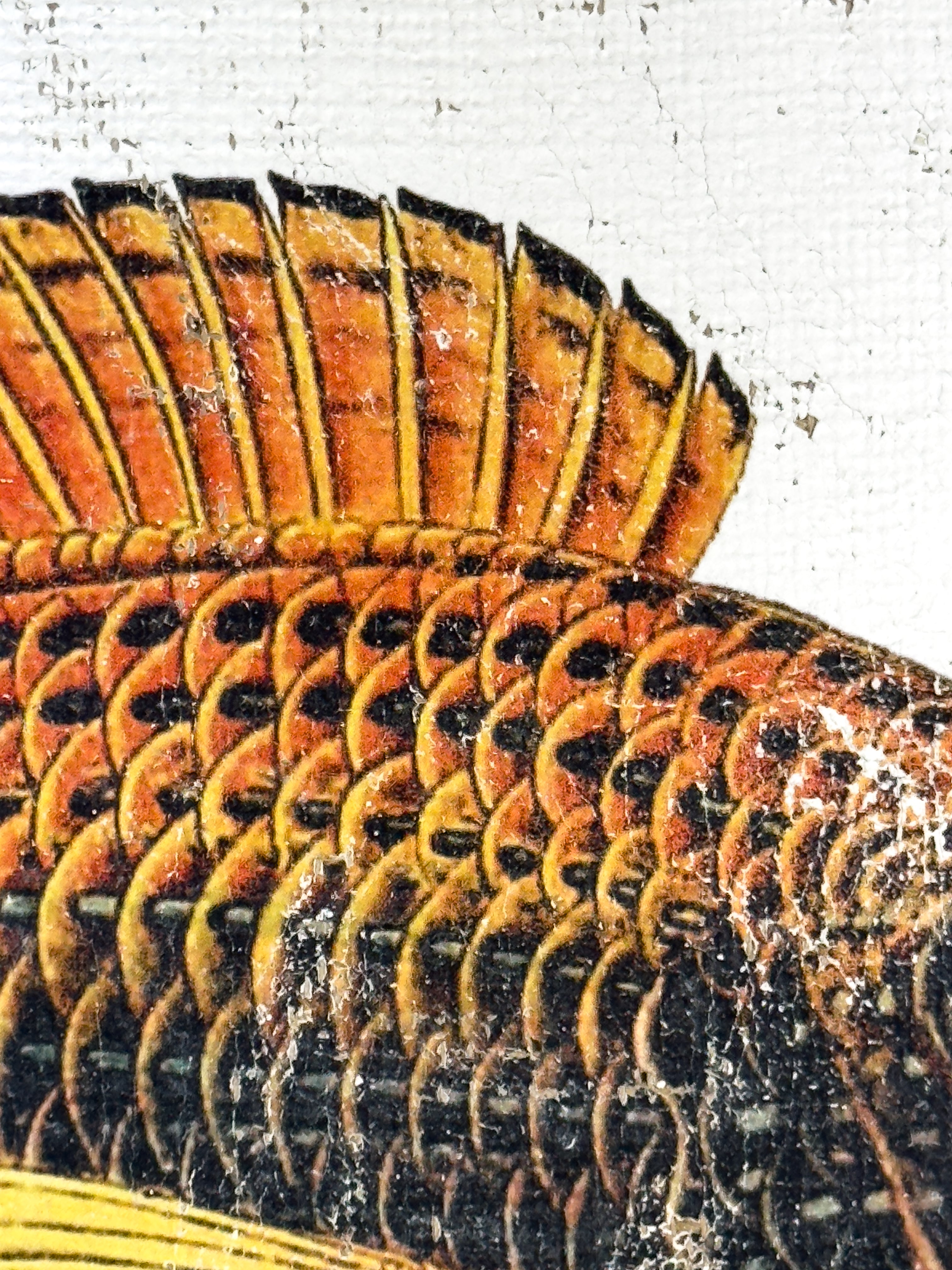 Orange and Black Fish