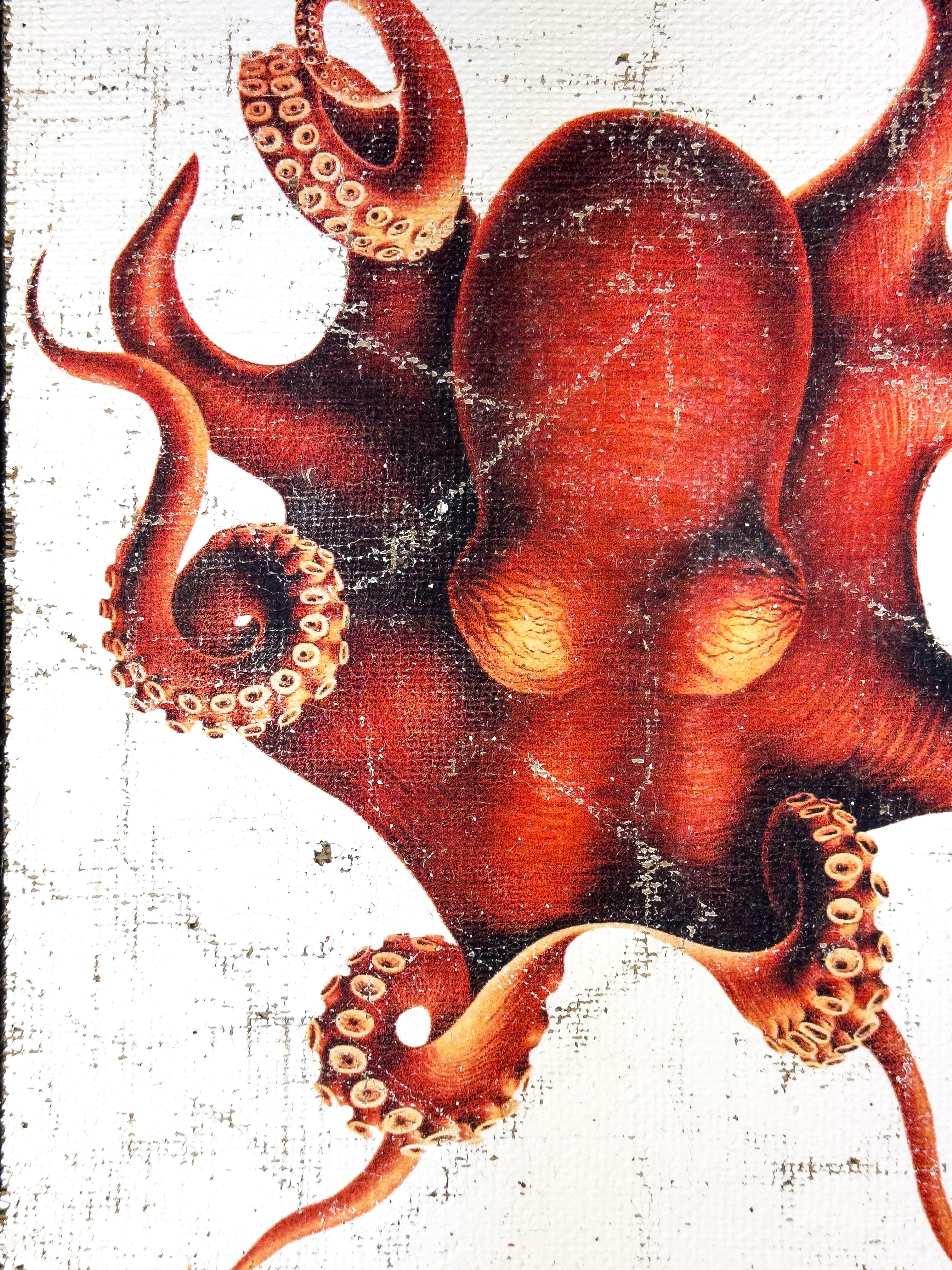 Red Octopus