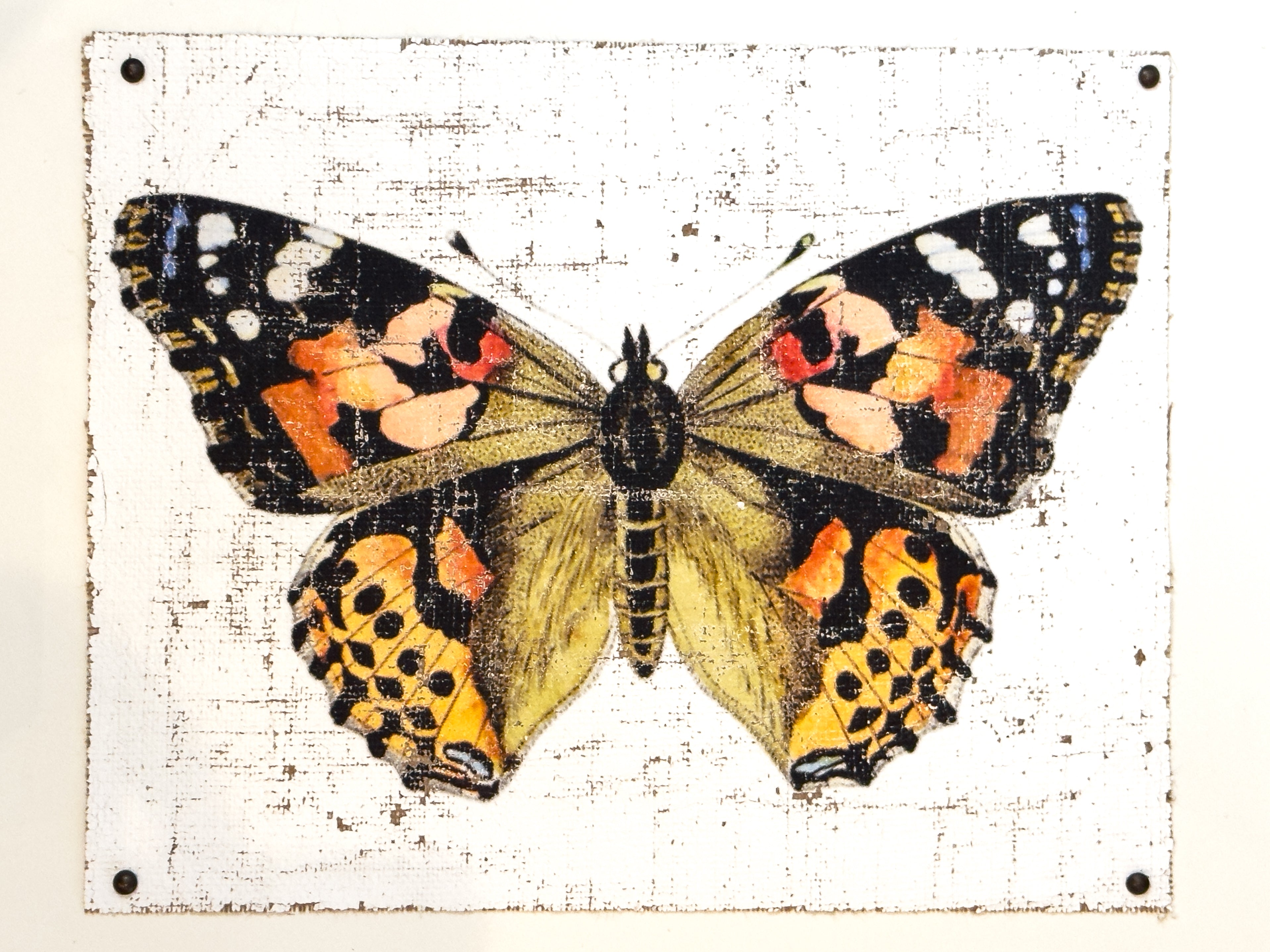 Outlets Brush-footed Butterfly Species Painting on Cutting Board