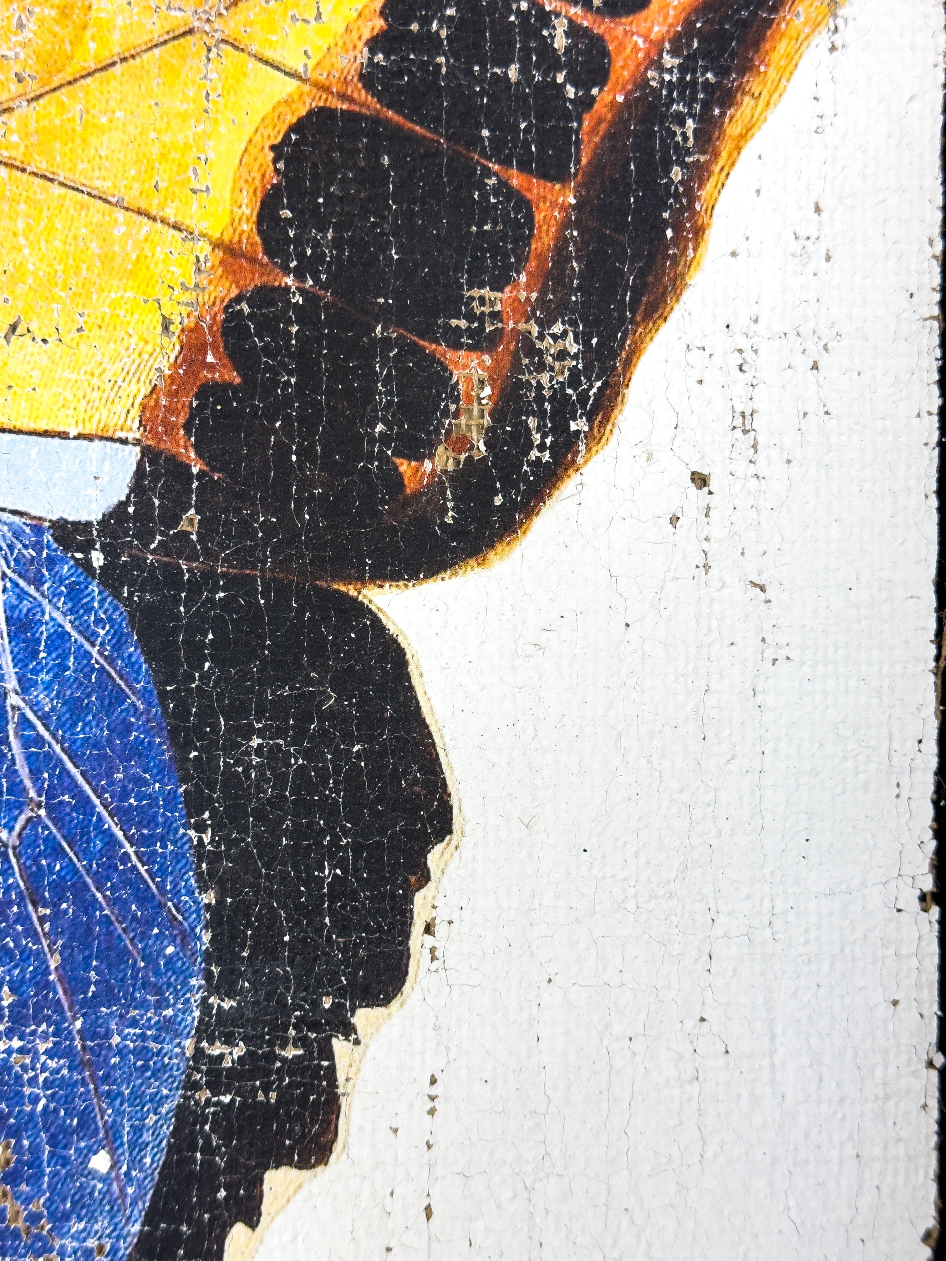 Blue brush-footed butterfly