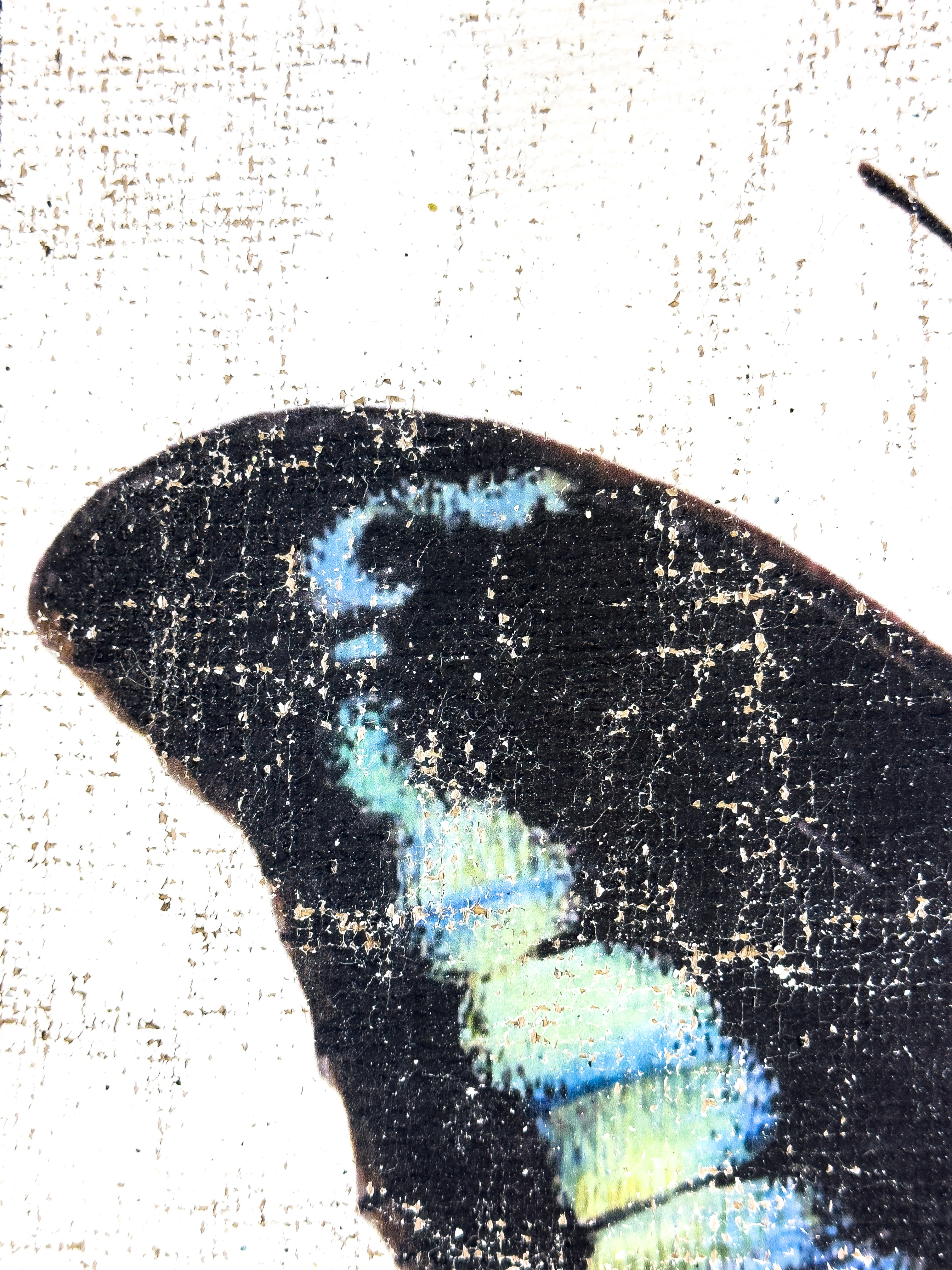 Blue Green Butterfly