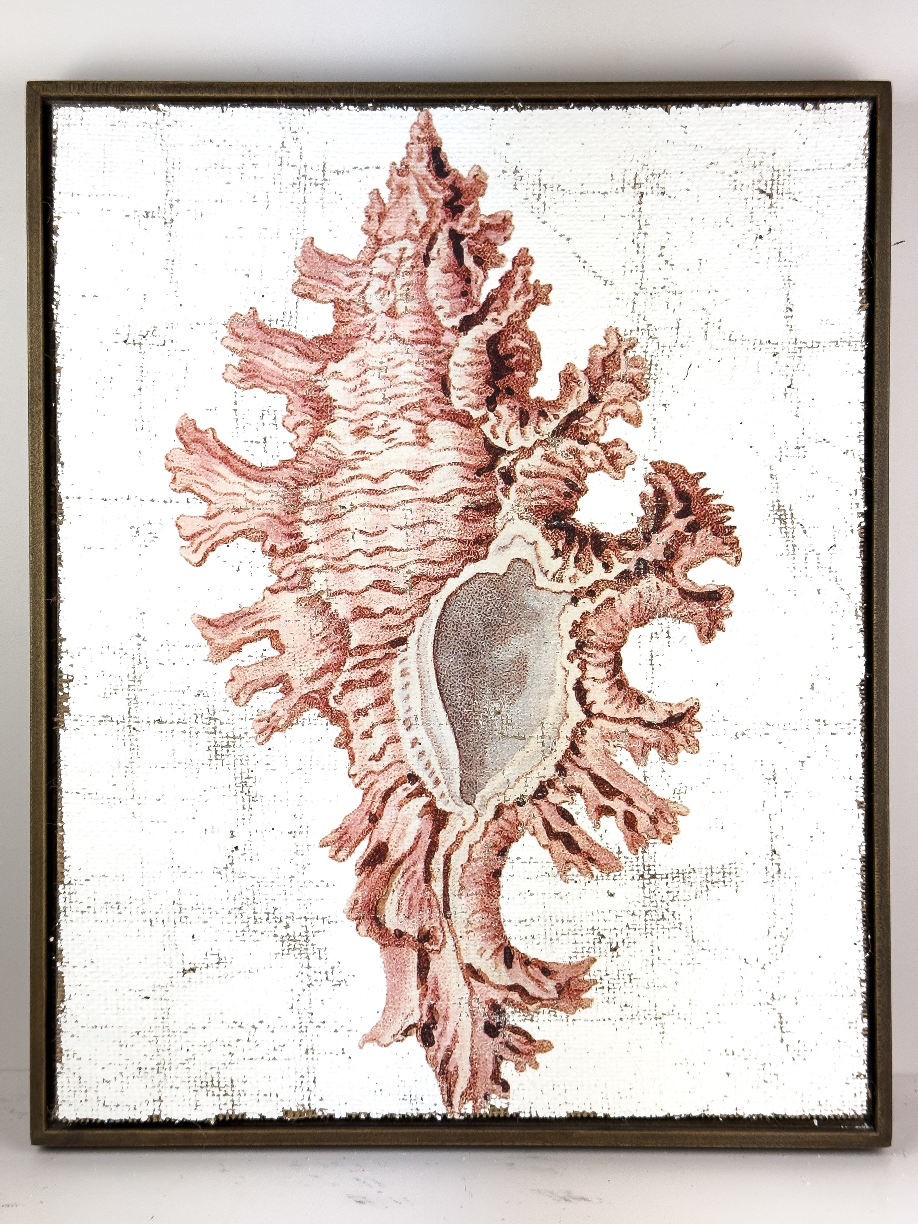 Pink Seashell - Lace Murex