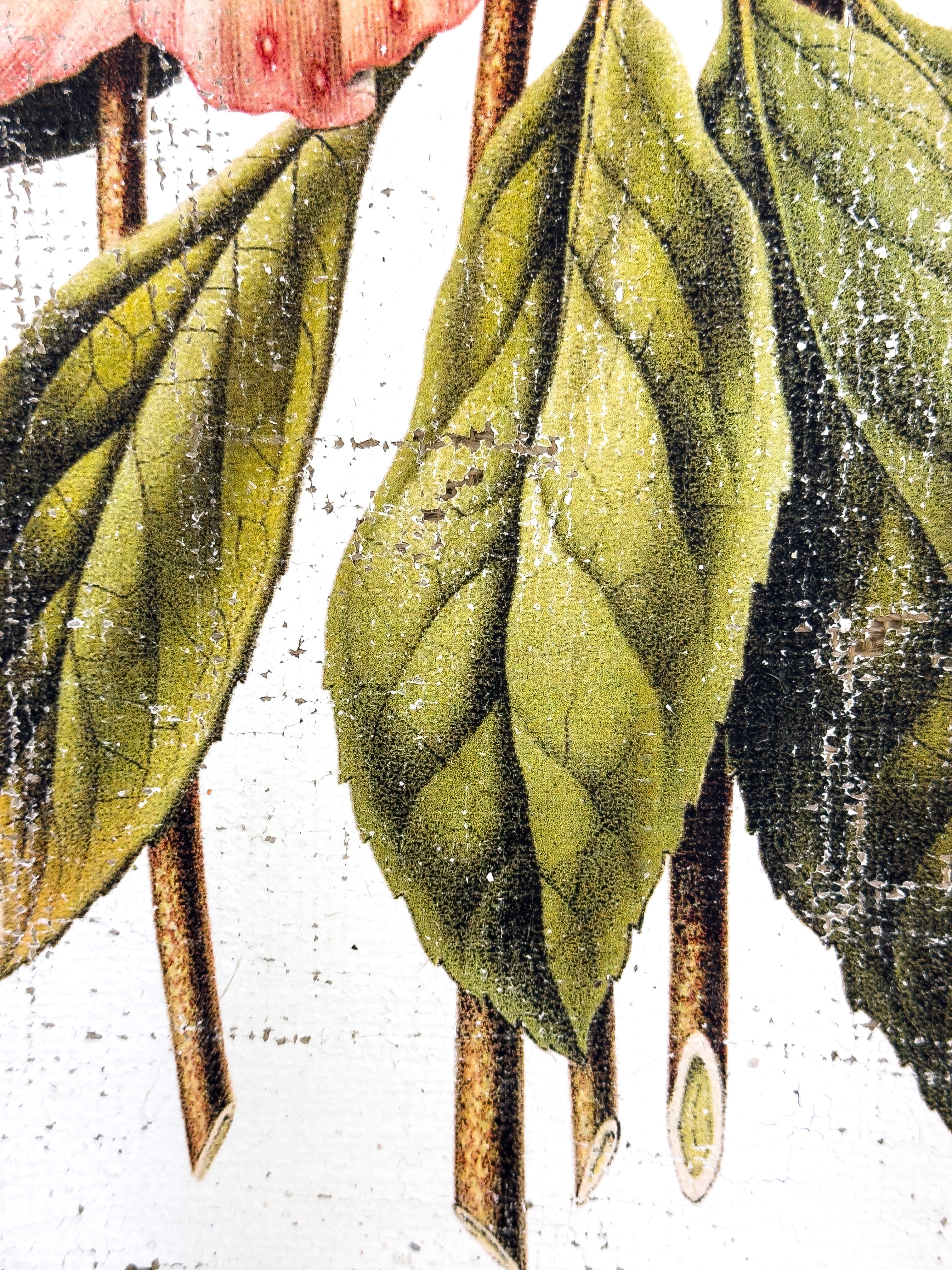 Pink and Cream Flowers - Winter's Jewel