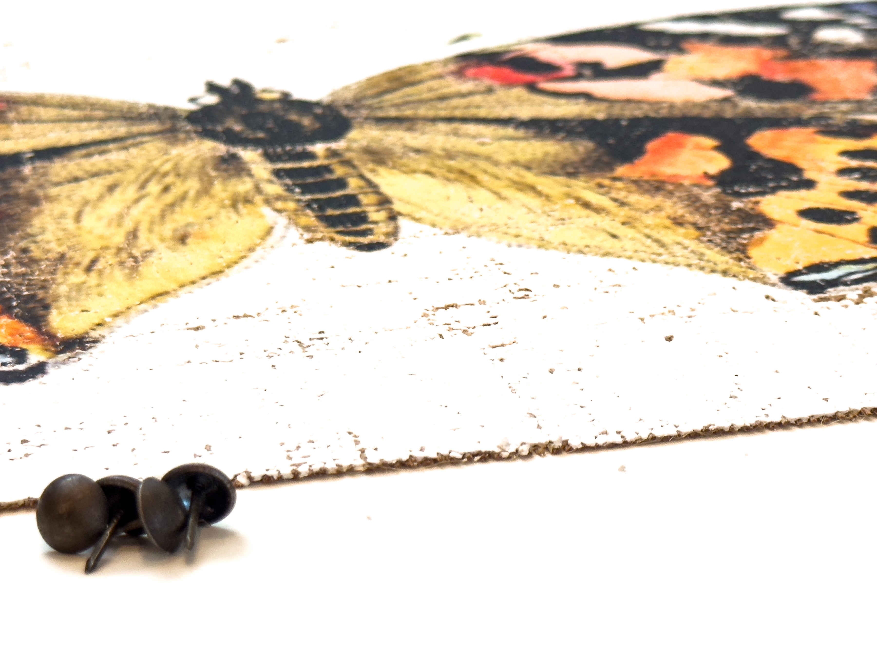 Brush-footed butterfy